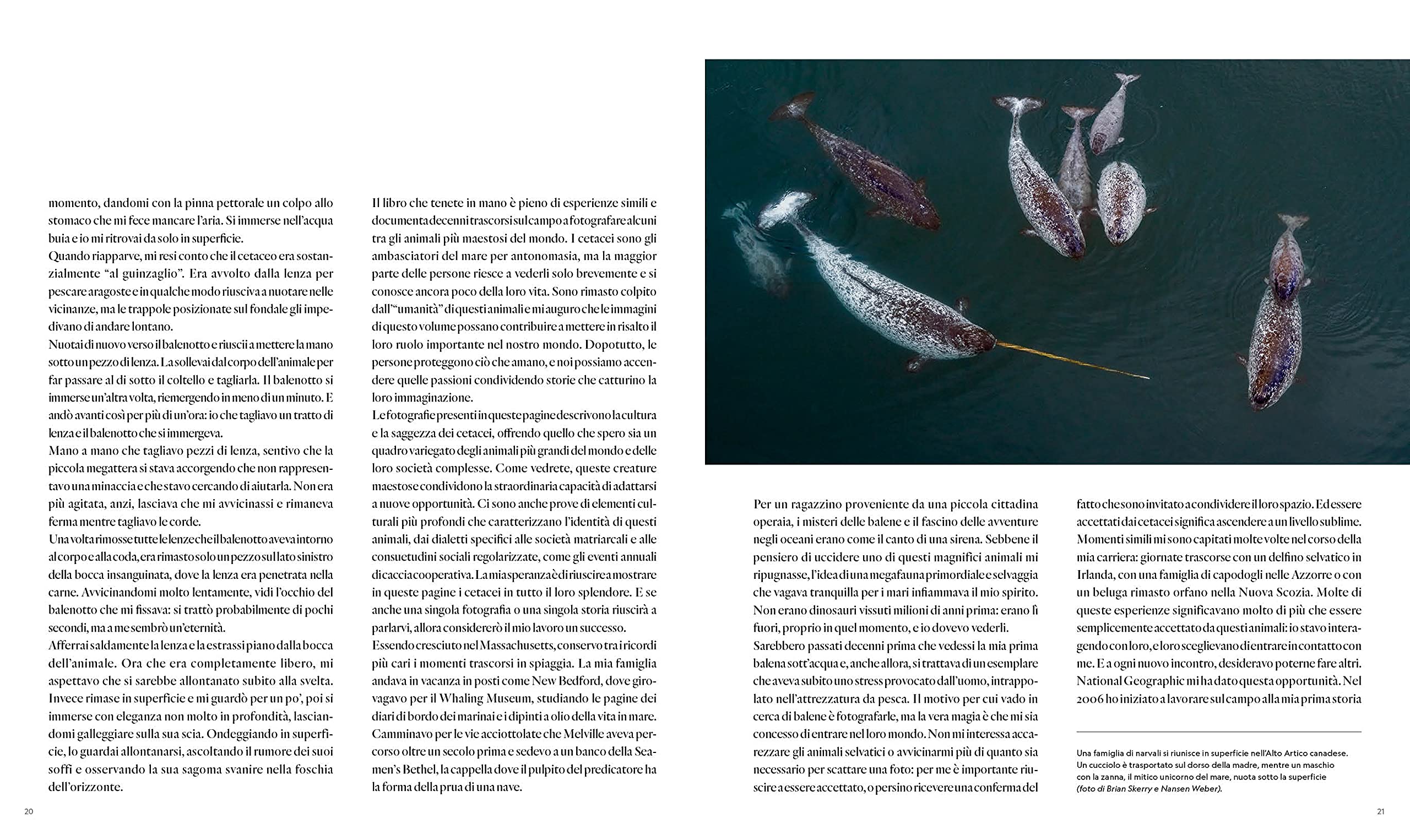 National Geographic – Libri Balene. I segreti dei più grandi mammiferi viventi libro a colori