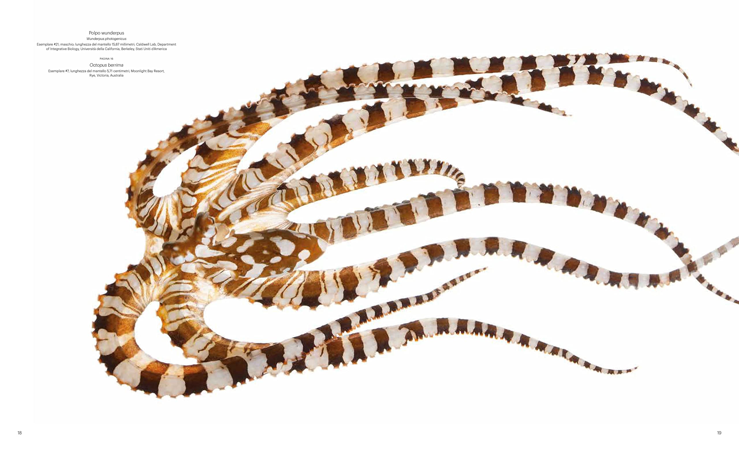 National Geographic Libri Straordinarie creature marine libro a colori