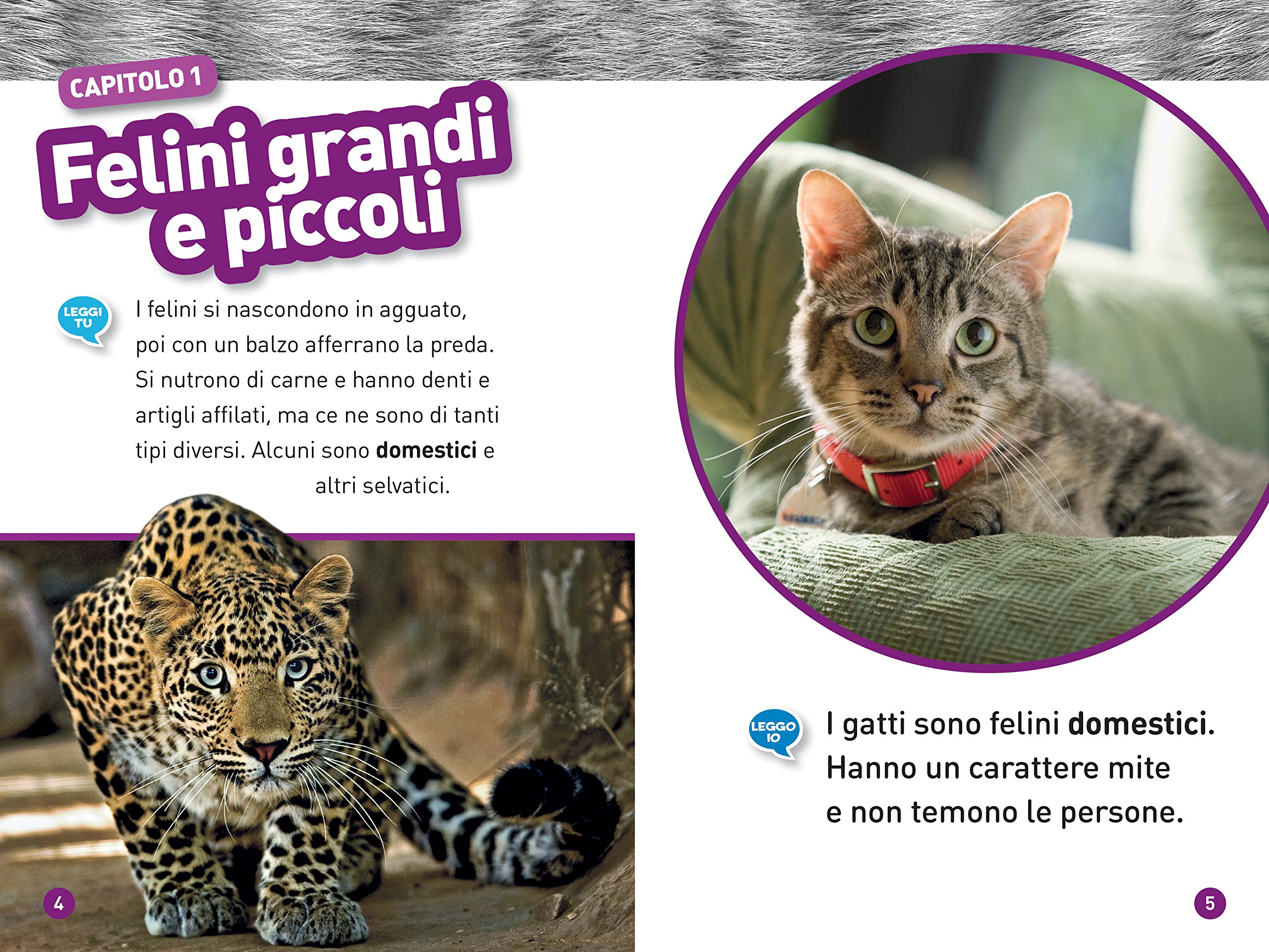 National Geographic Kids – Libri Felini. Livello 1 libro a colori