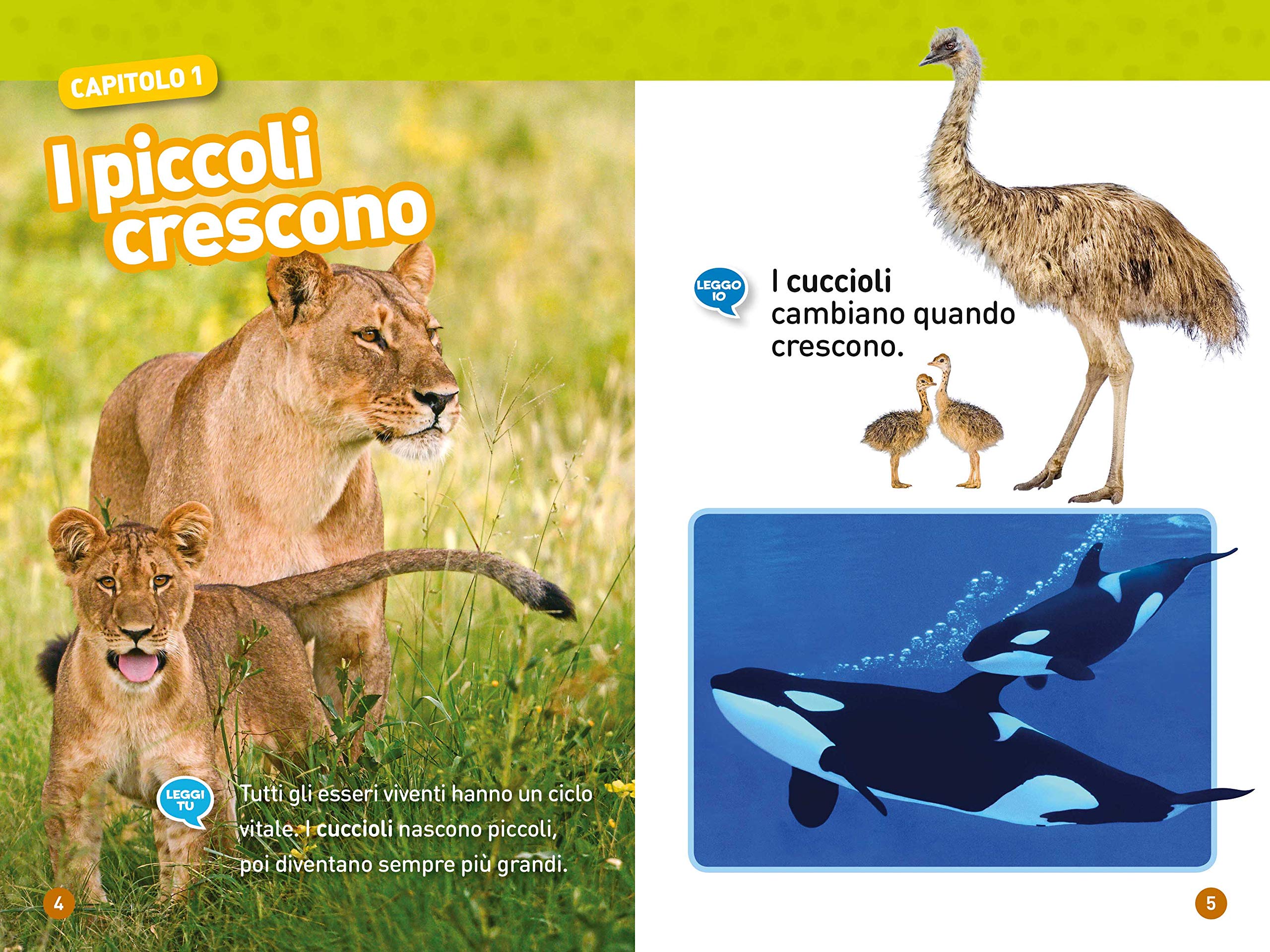 National Geographic Kids – Libri Da girino a rana. Come si trasformano gli animali. Livello 1. Diventa un super lettore libro a colori