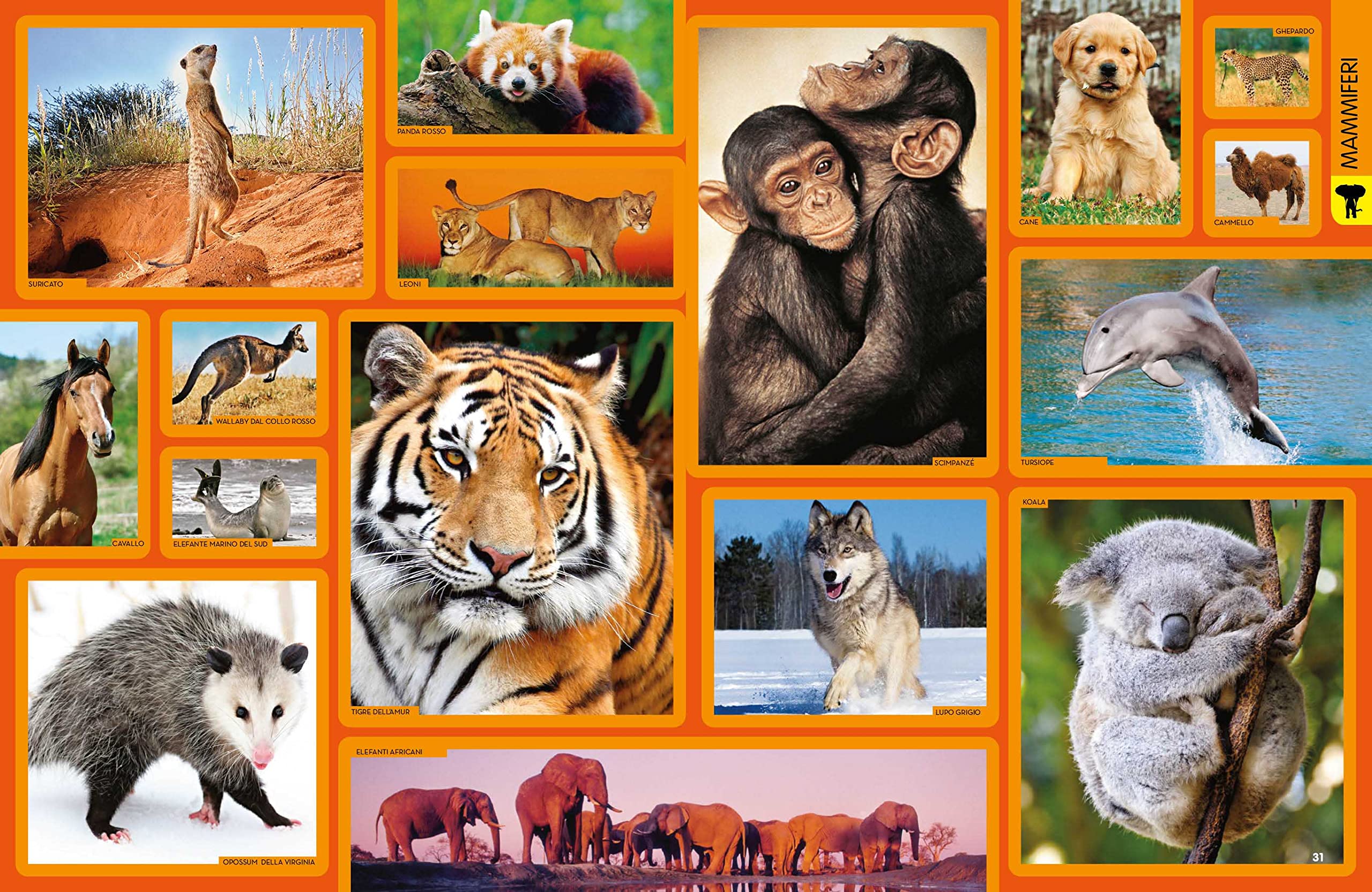 National Geographic Kids – Libri La Grande Enciclopedia Degli Animali guida illustrata
