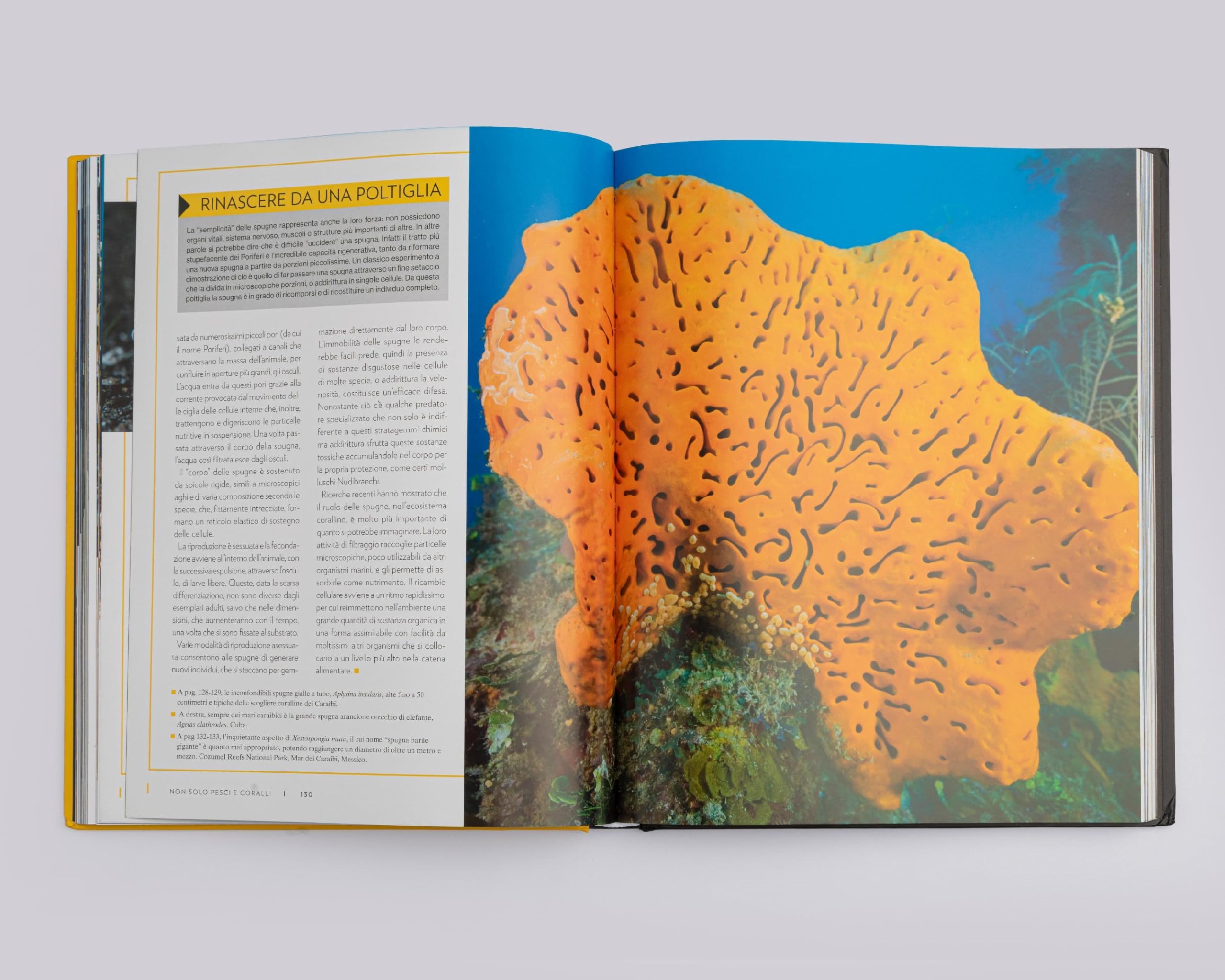 National Geographic Kids – Libri Mari e oceani. Pianeta vivente. Ediz. a colori libro