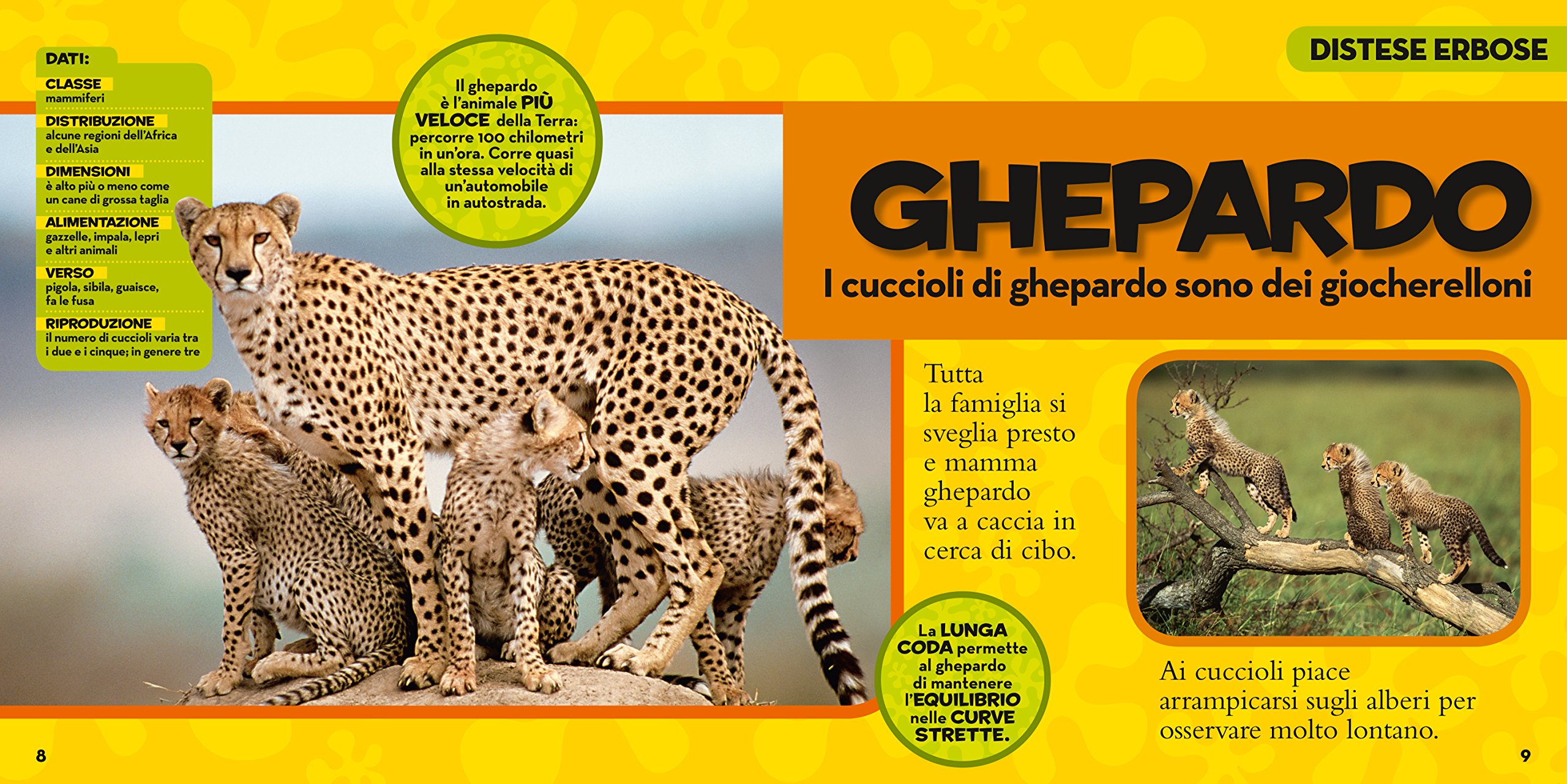 National Geographic Kids Il primo grande libro degli animali libro illustrato