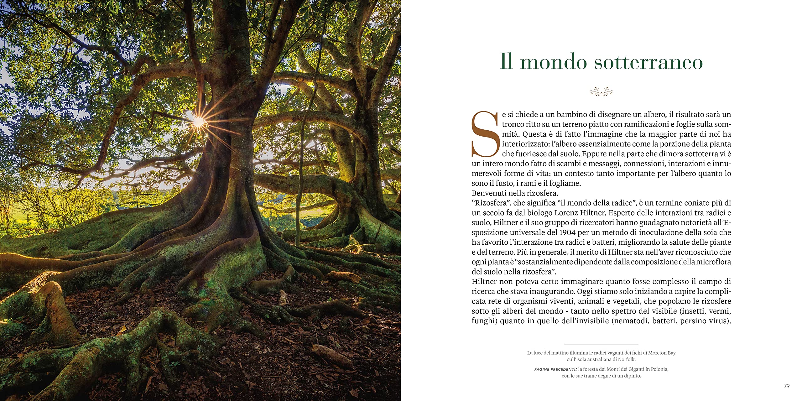 National Geographic Libri Il respiro degli alberi libro sulla foresta
