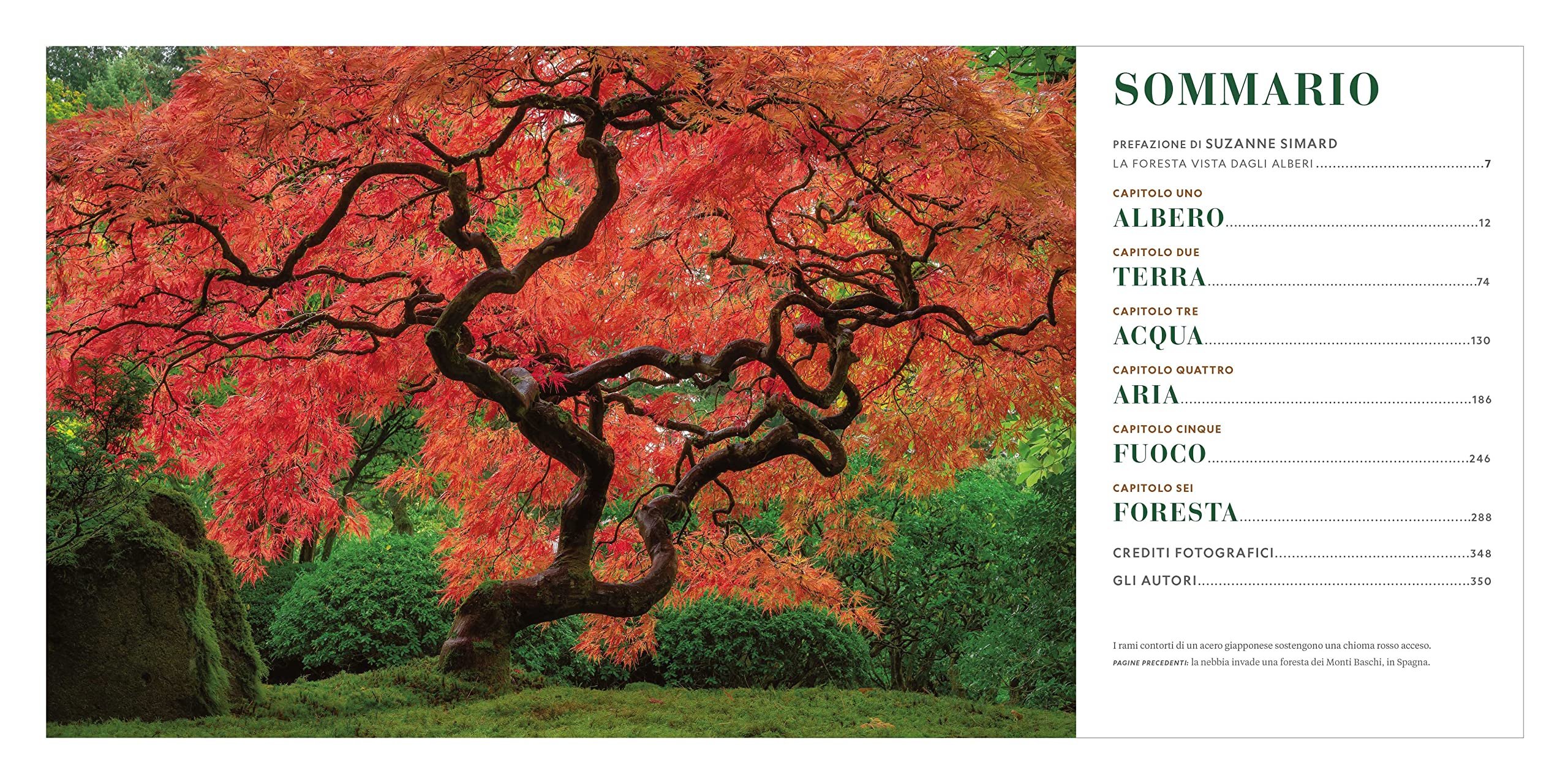 National Geographic Libri Il respiro degli alberi libro sulla foresta