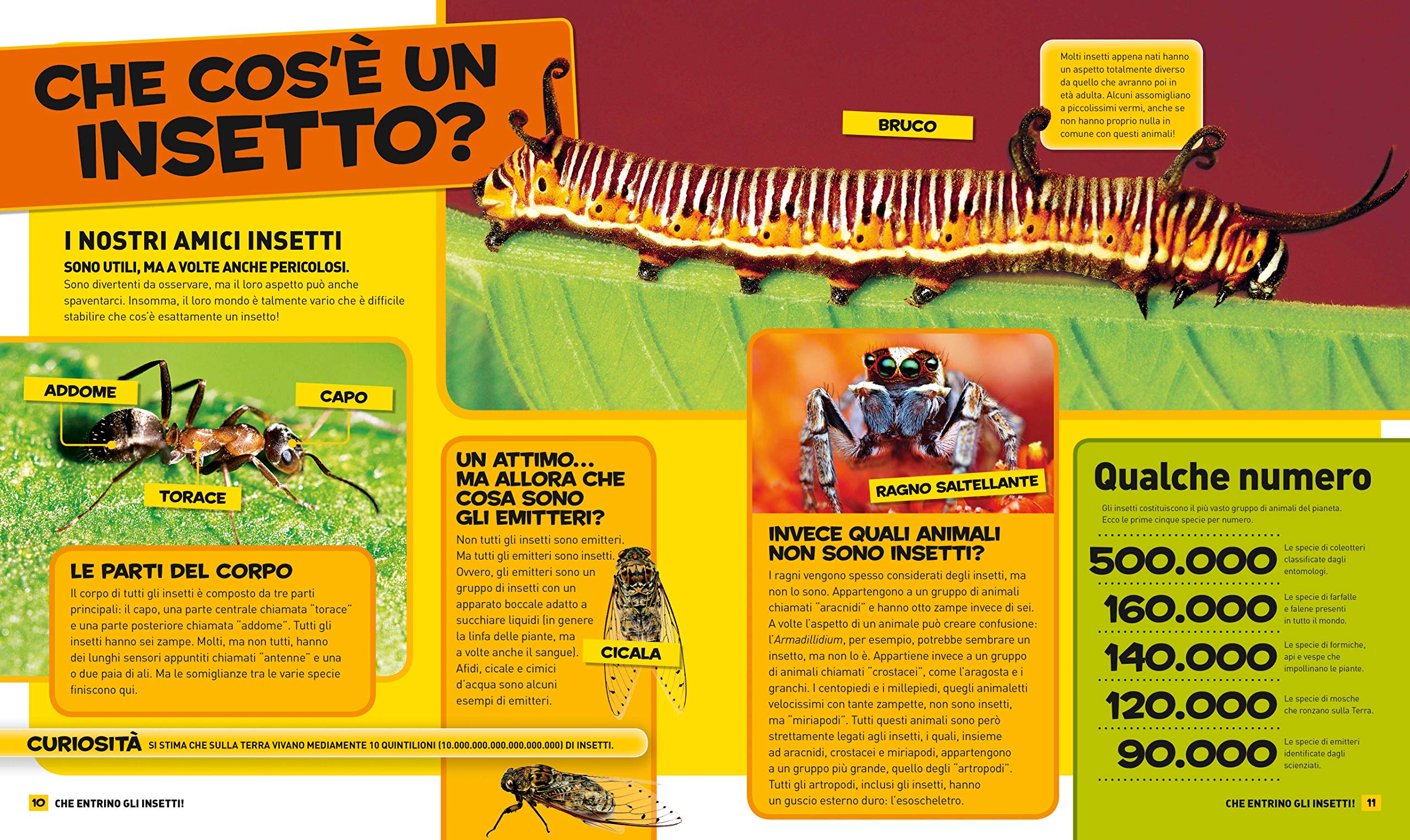 National Geographic Kids – Libri Tutto sugli insetti libro