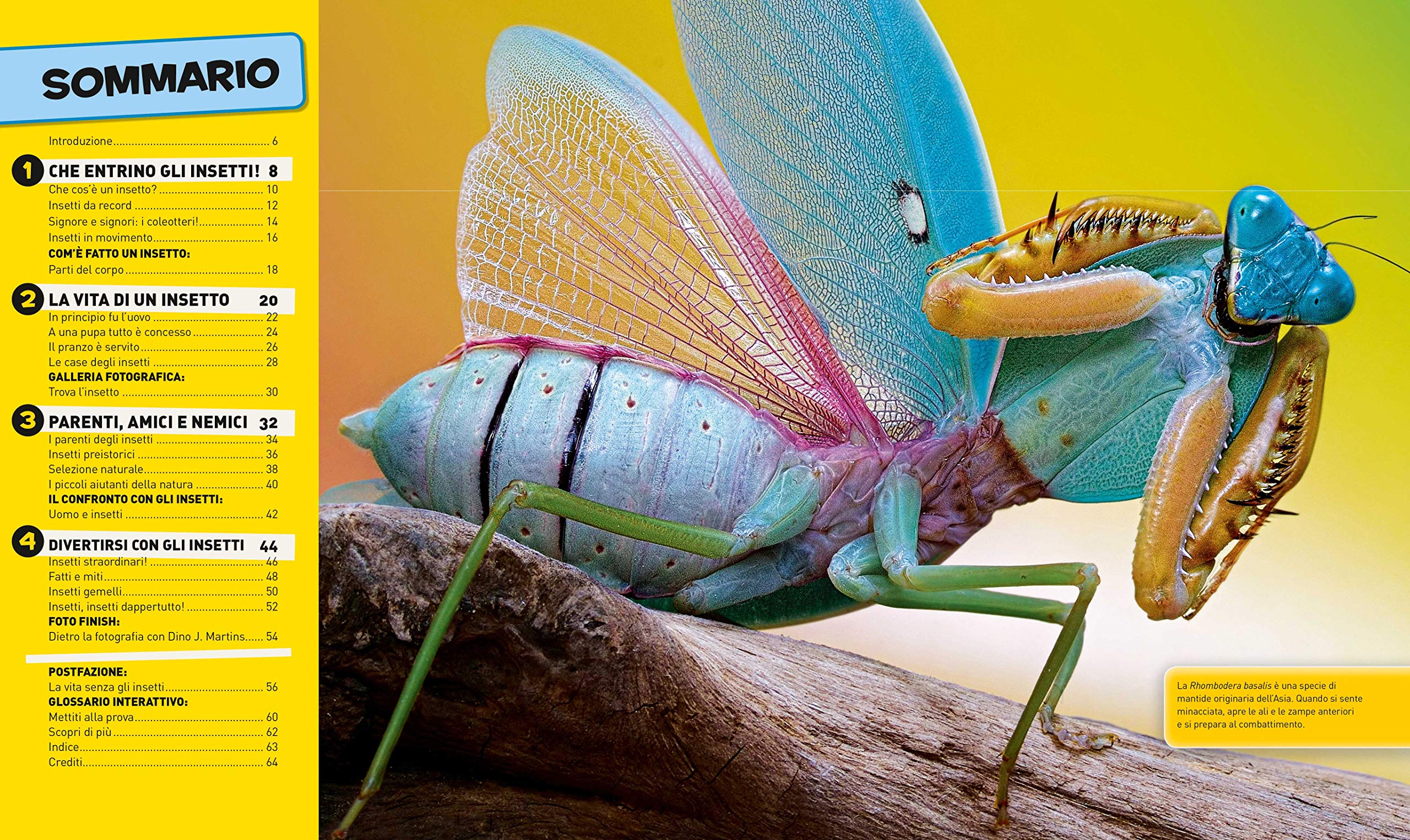 National Geographic Kids – Libri Tutto sugli insetti libro