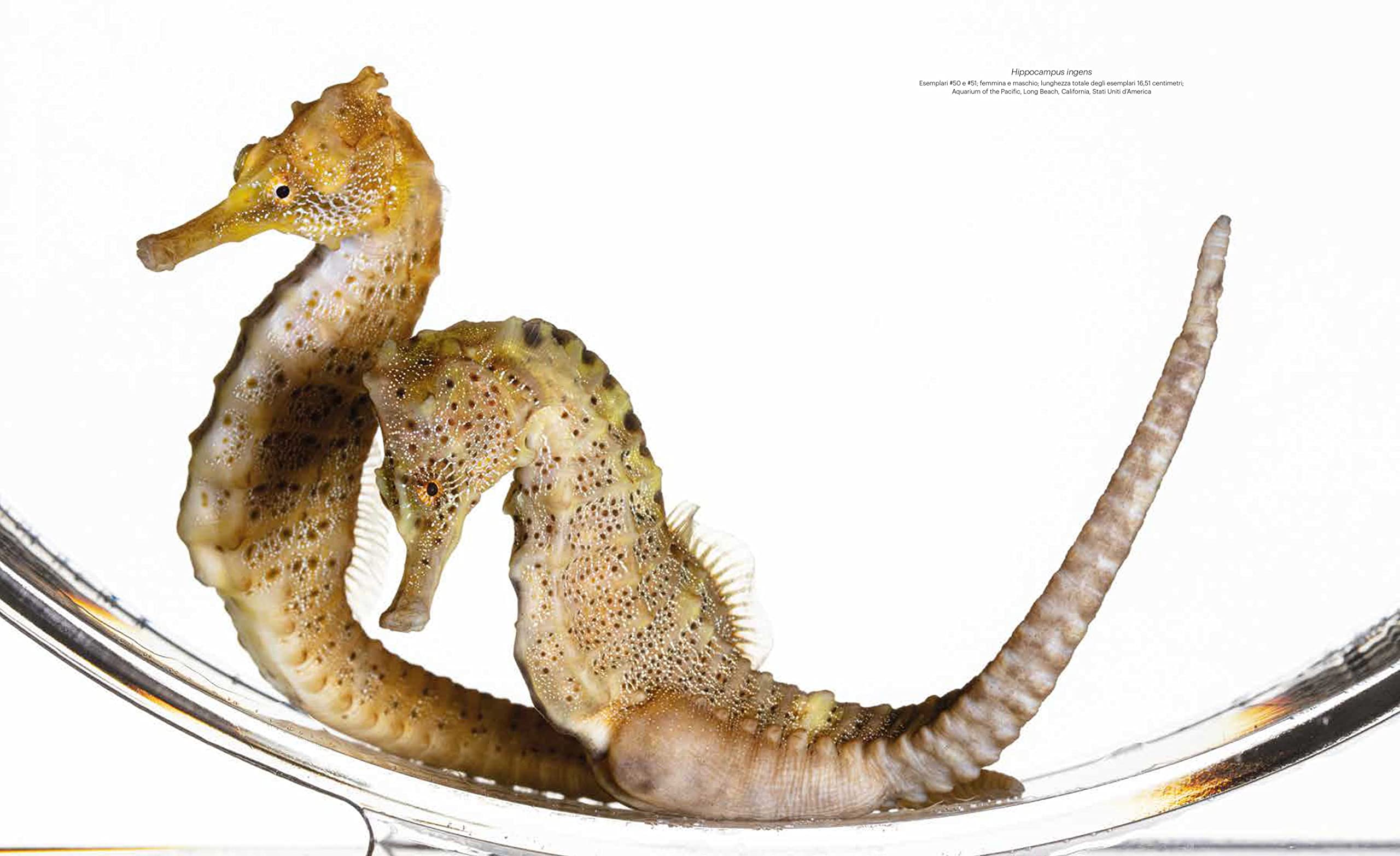 National Geographic Libri Straordinarie creature marine libro a colori