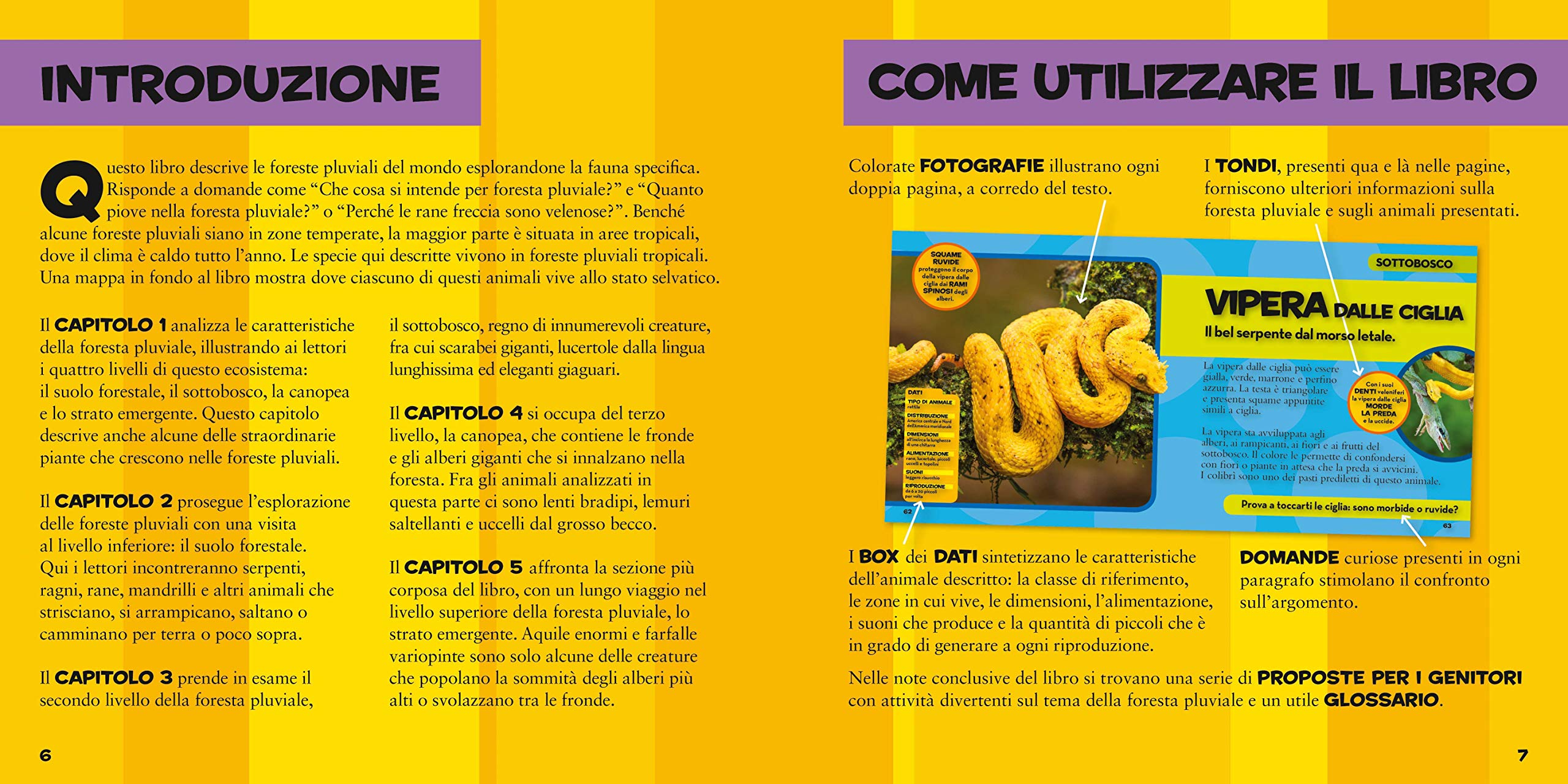 National Geographic Kids – Libri Il primo grande libro della foresta pluviale libro