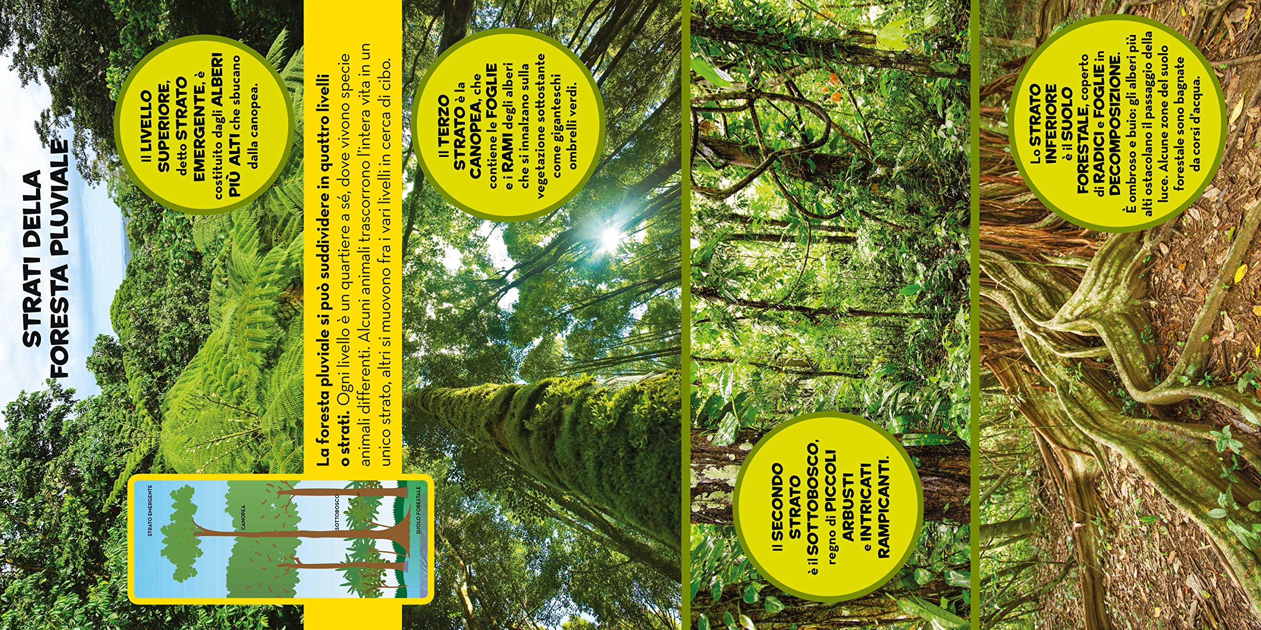 National Geographic Kids – Libri Il primo grande libro della foresta pluviale libro