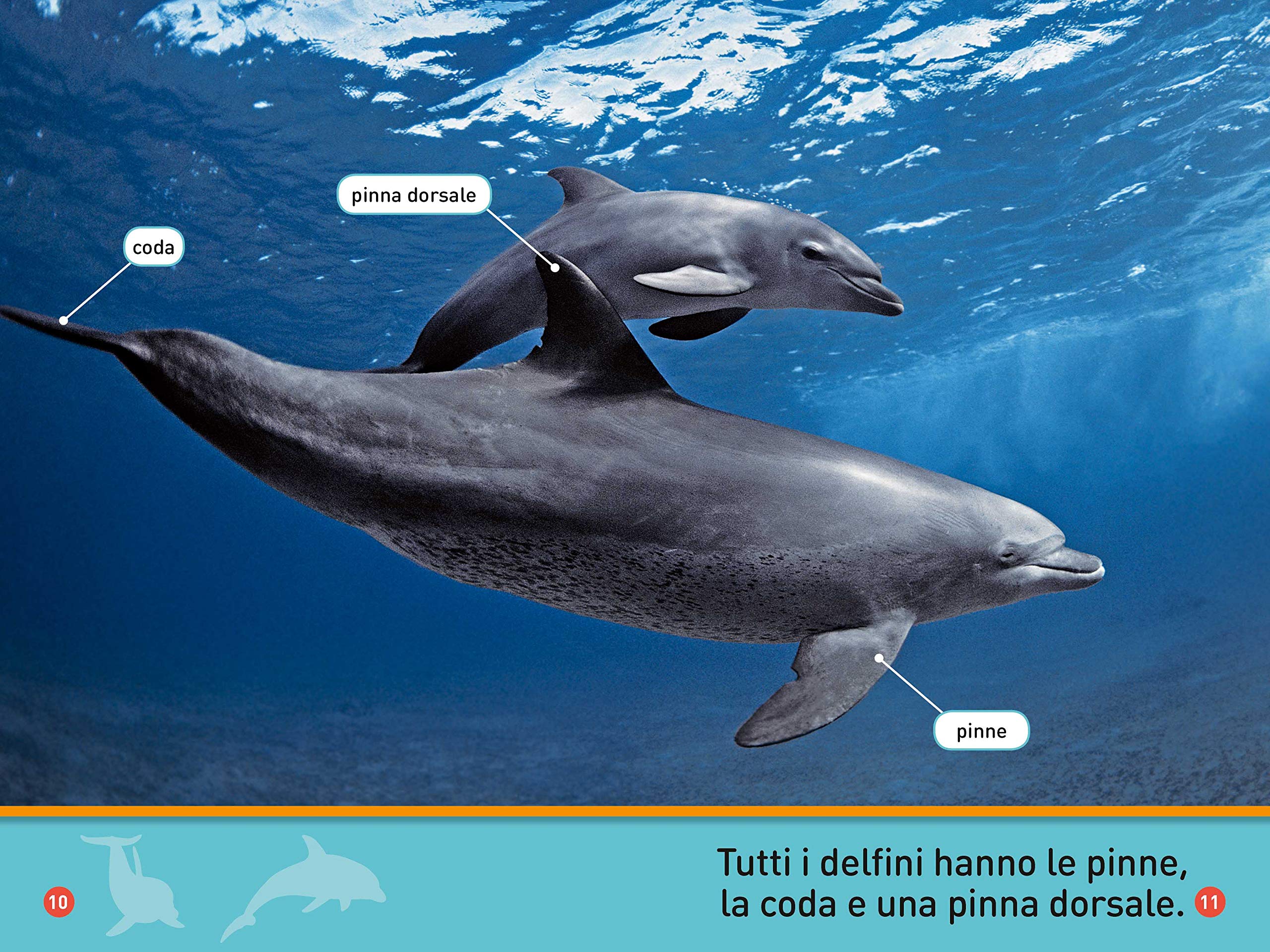 National Geographic Kids – Libri Il mio amico delfino! Primi passi. Diventa un super lettore. Ediz. a colori libro
