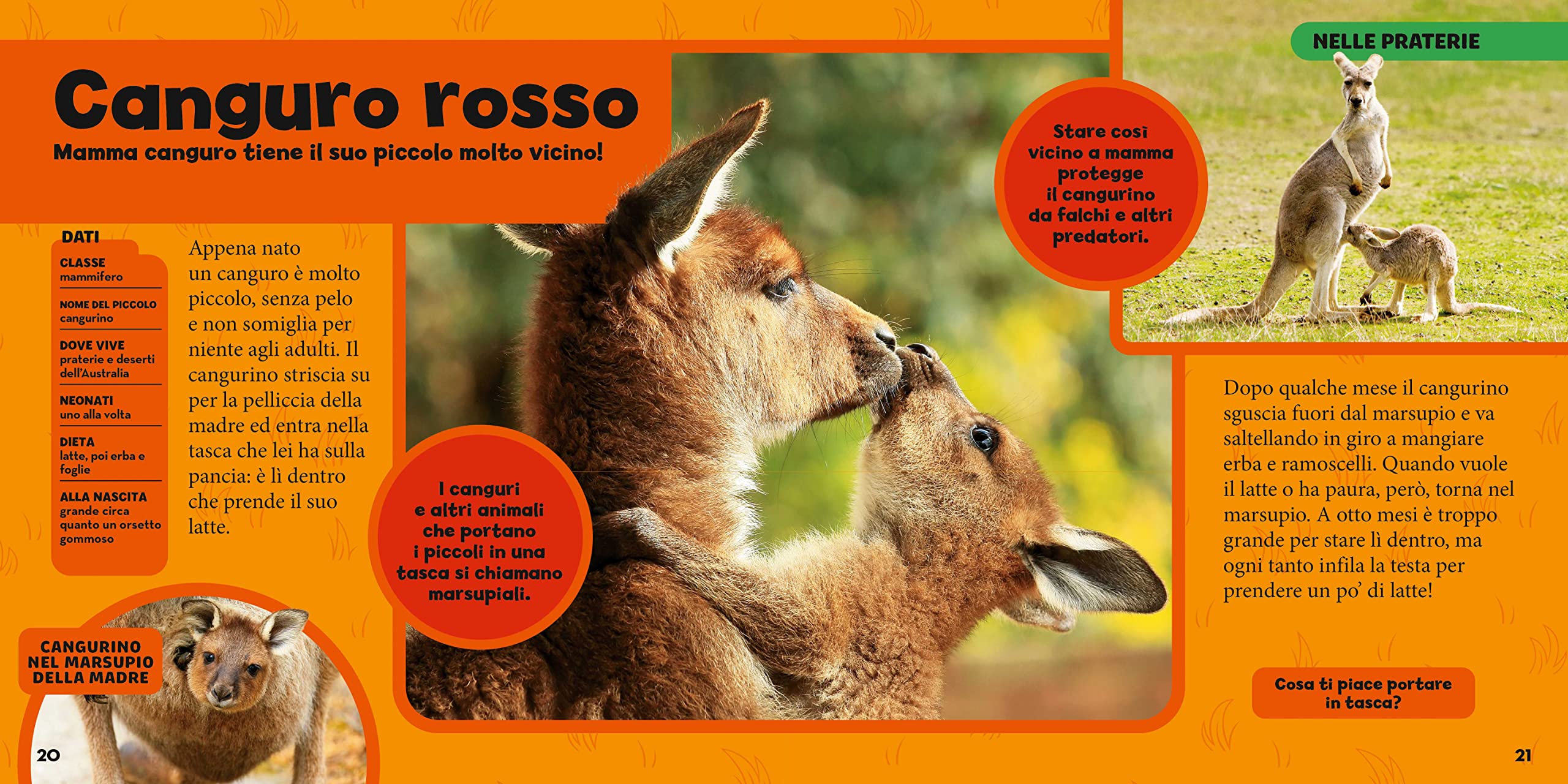 National Geographic Kids – Libri Il primo grande libro dei cuccioli libro a colori