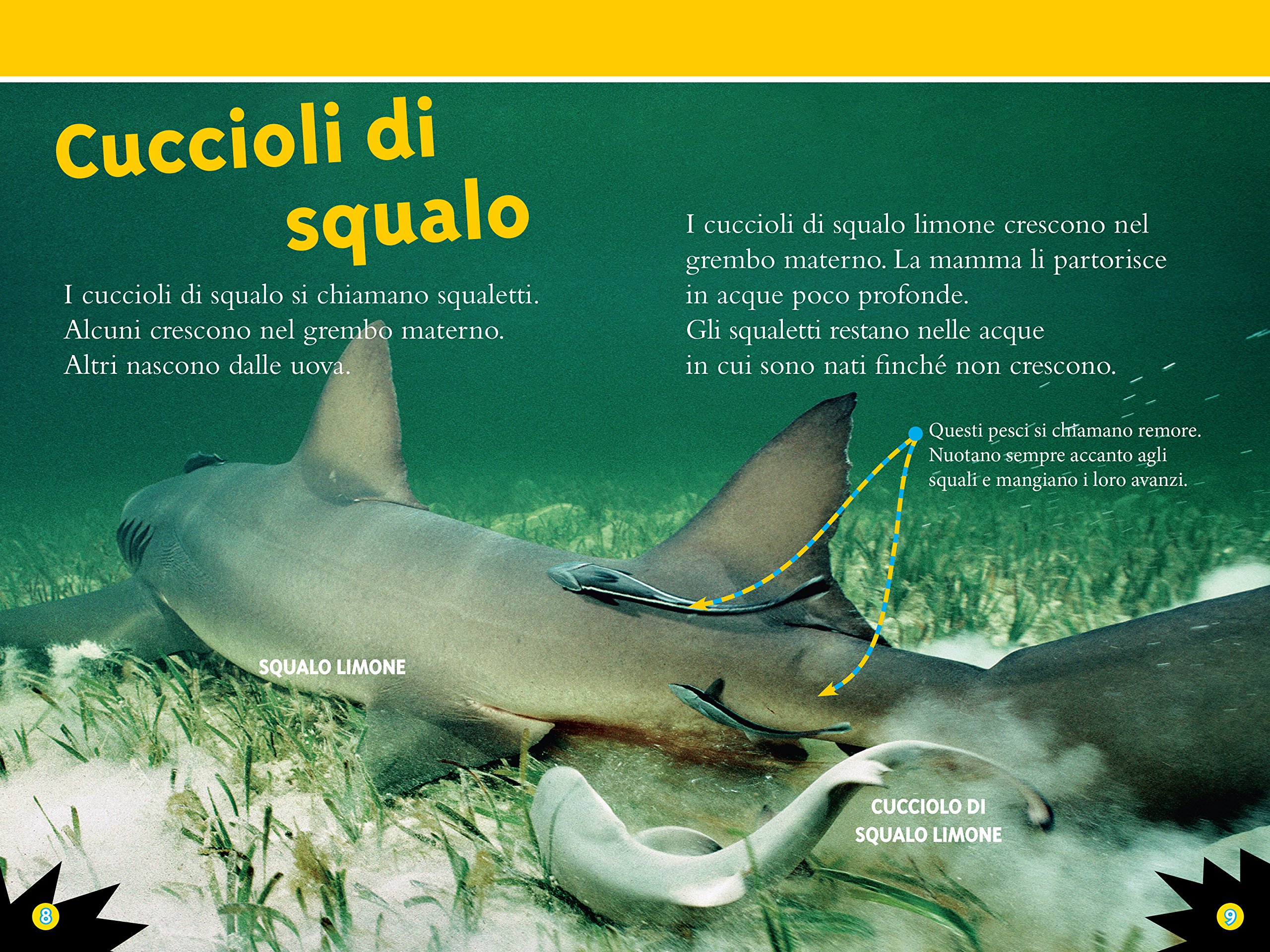 National Geographic Kids – Libri Squali. Livello 3 libro a colori