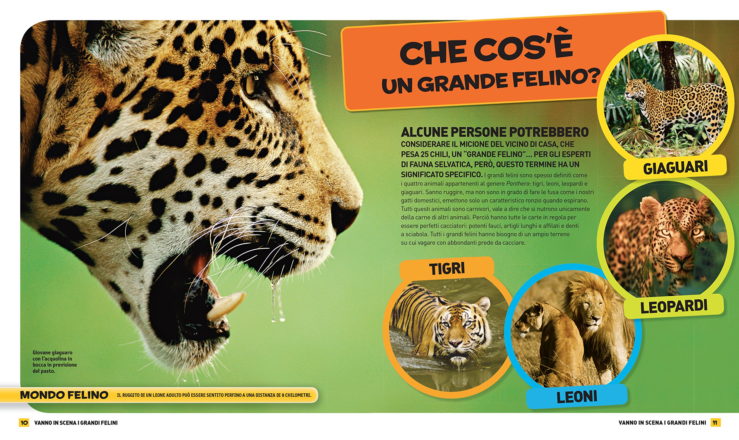 National Geographic Kids Tutto sui felini libro edizione a colori