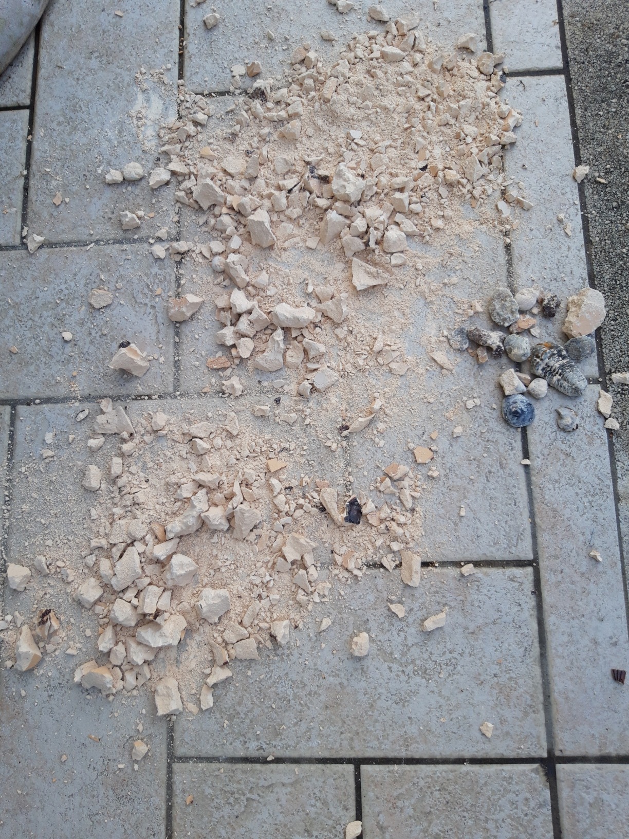 National Geographic Kit scientifici e di scoperta NGSUPERFOS kit di scavo fossili 15 fossili