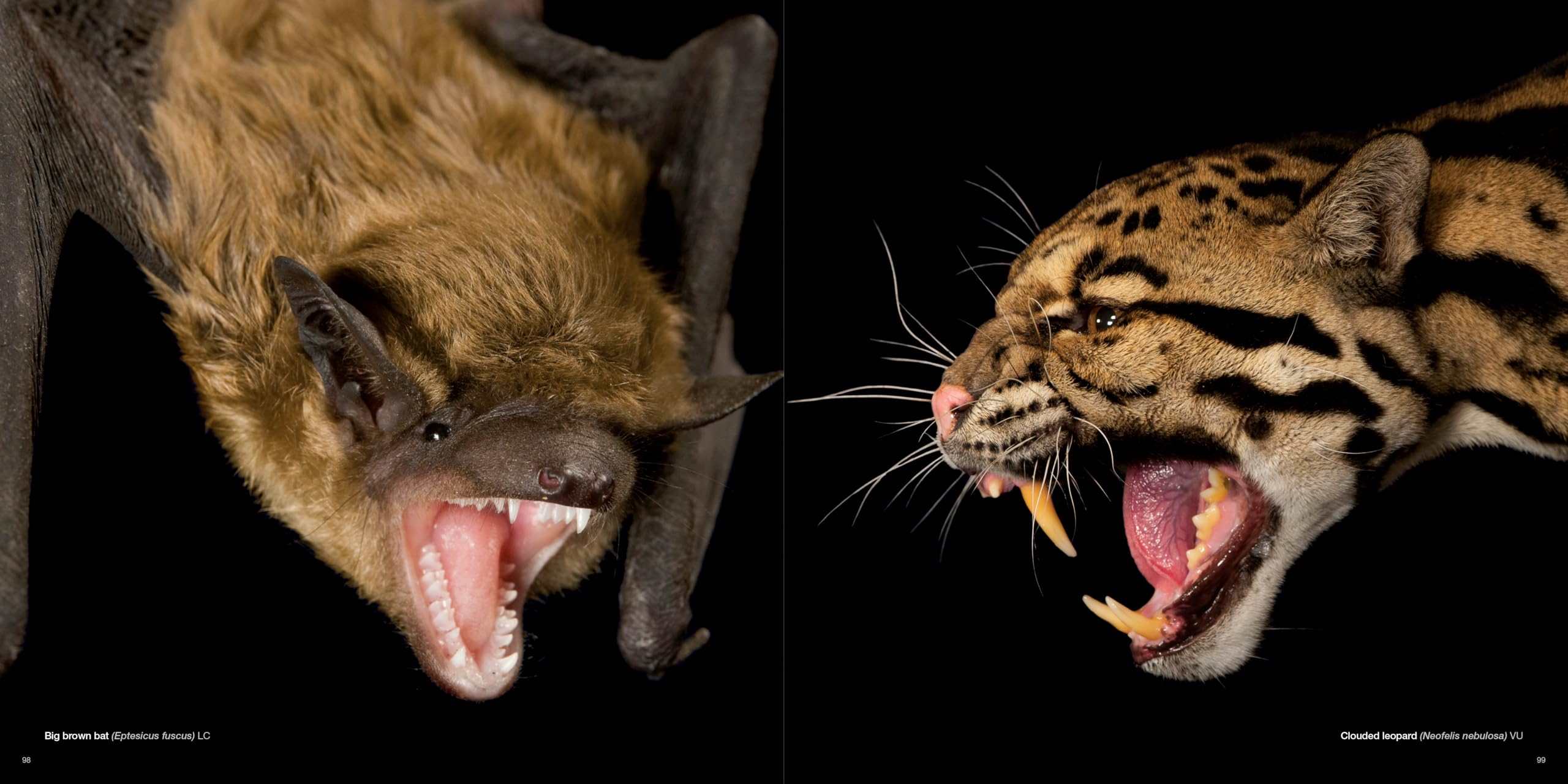 National Geographic – Libri The Photo Ark libro fotografico sugli animali
