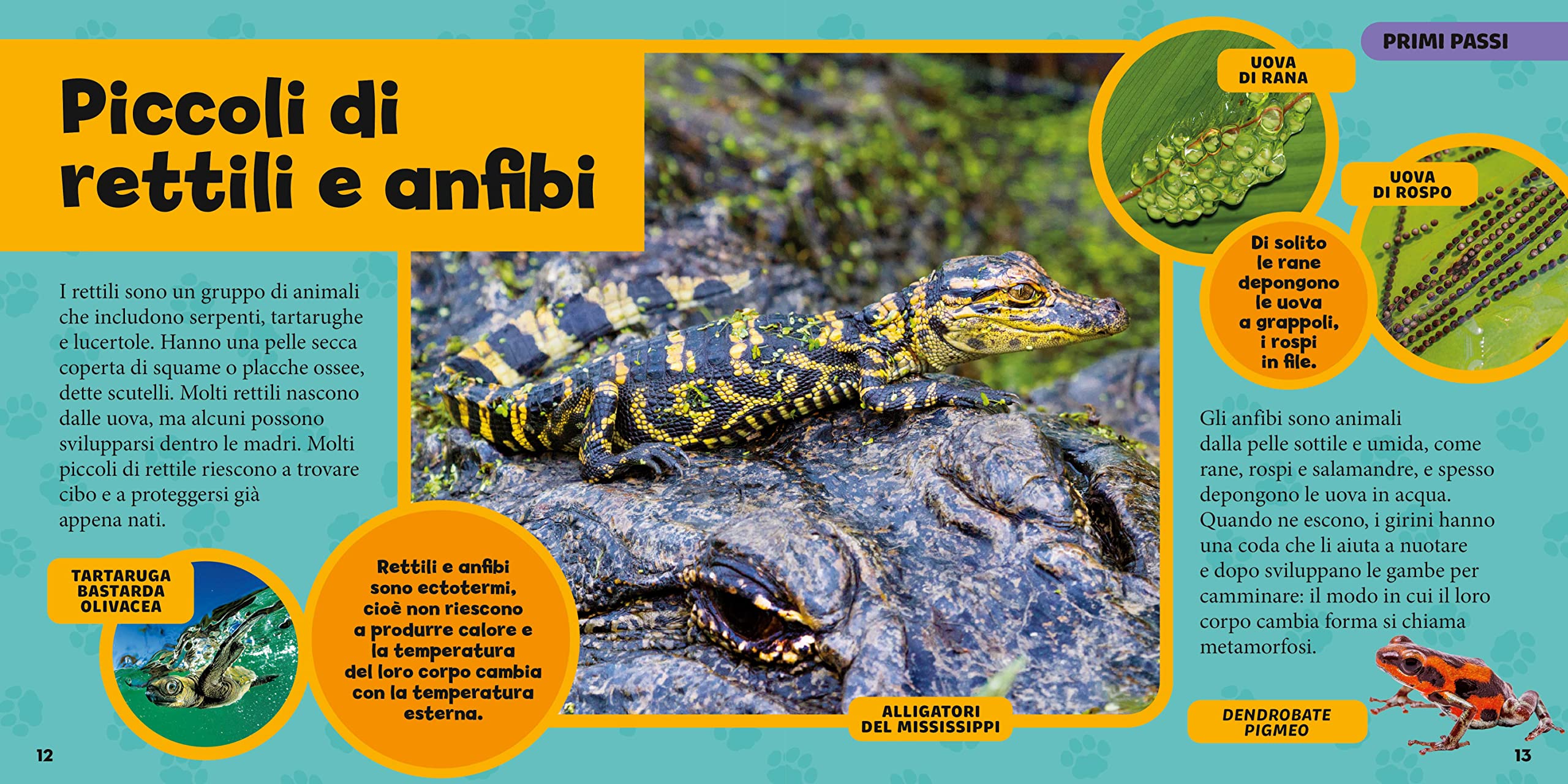 National Geographic Kids – Libri Il primo grande libro dei cuccioli libro a colori