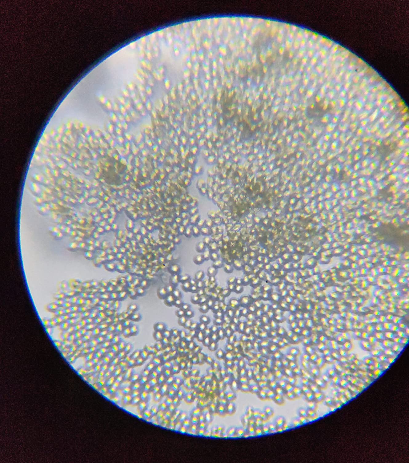 National Geographic Microscopi 9039001 Microscopio 40X-1280X con smartphone