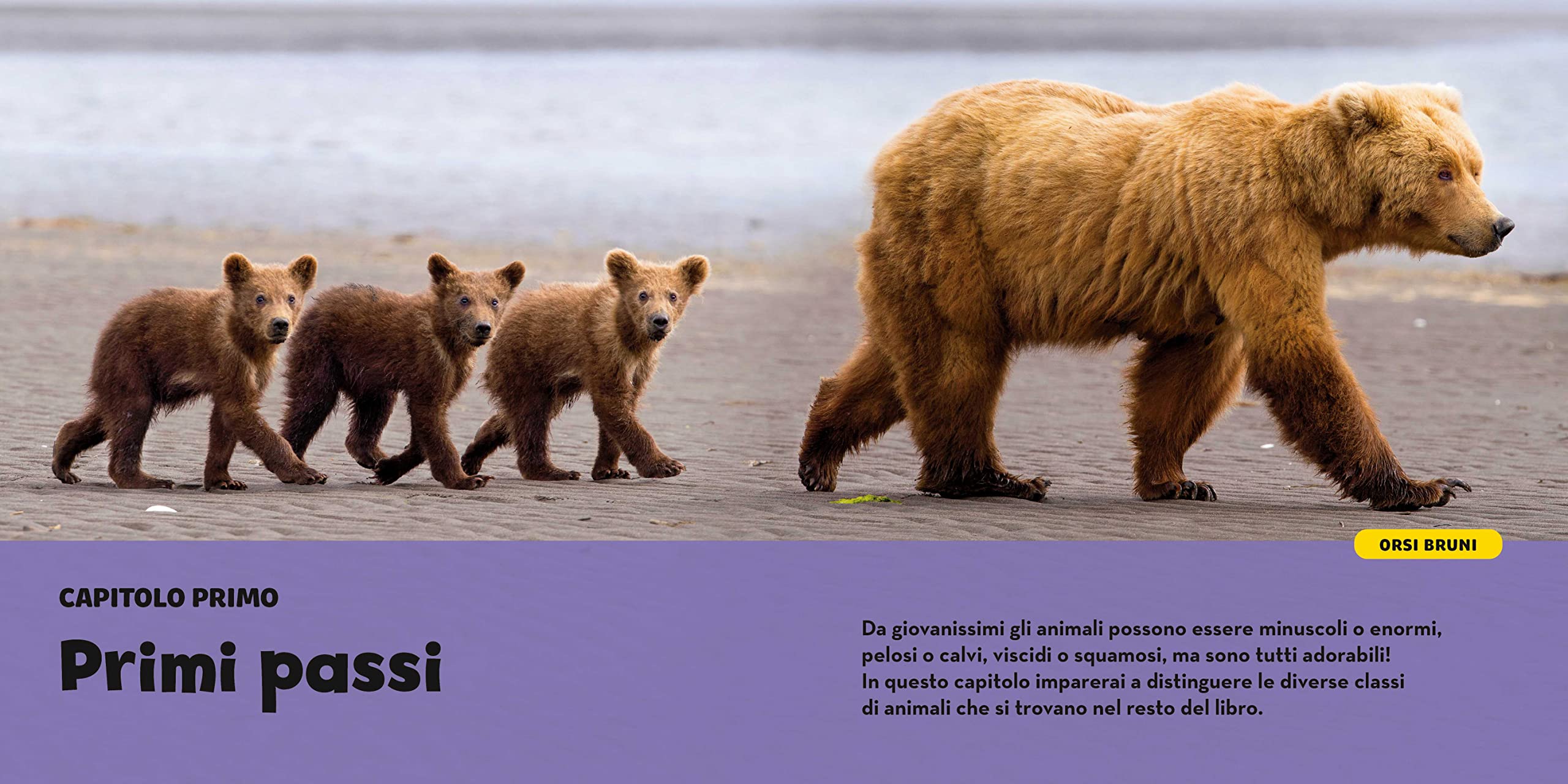 National Geographic Kids – Libri Il primo grande libro dei cuccioli libro a colori