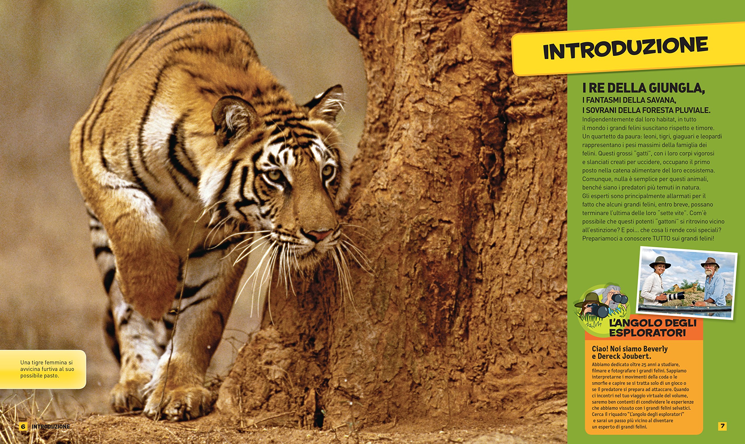National Geographic Kids Tutto sui felini libro edizione a colori