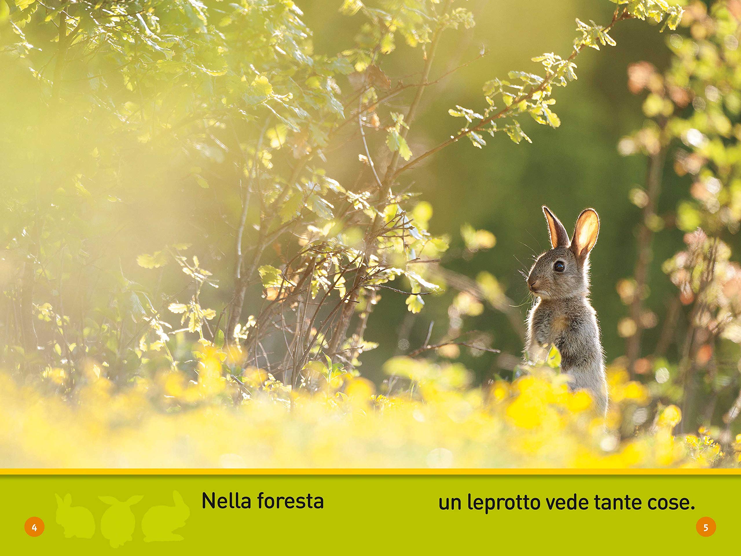 National Geographic Kids – Libri Salta leprotto! I segreti del bosco libro