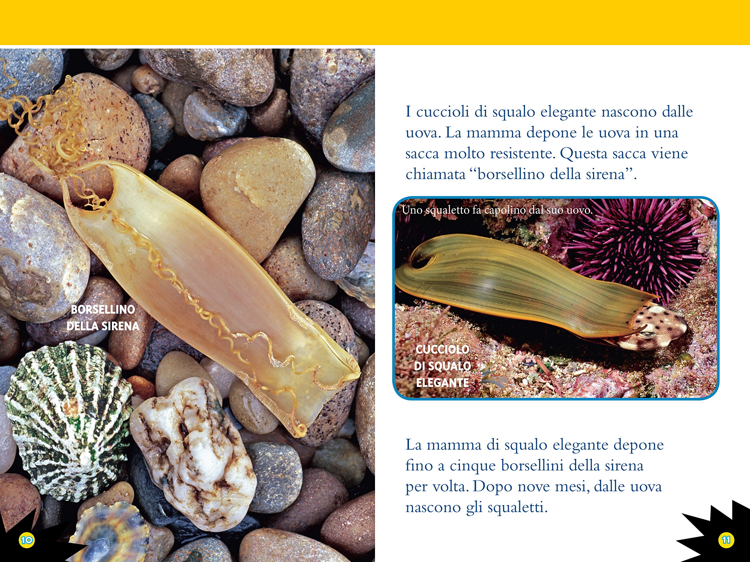 National Geographic Kids – Libri Squali. Livello 3 libro a colori