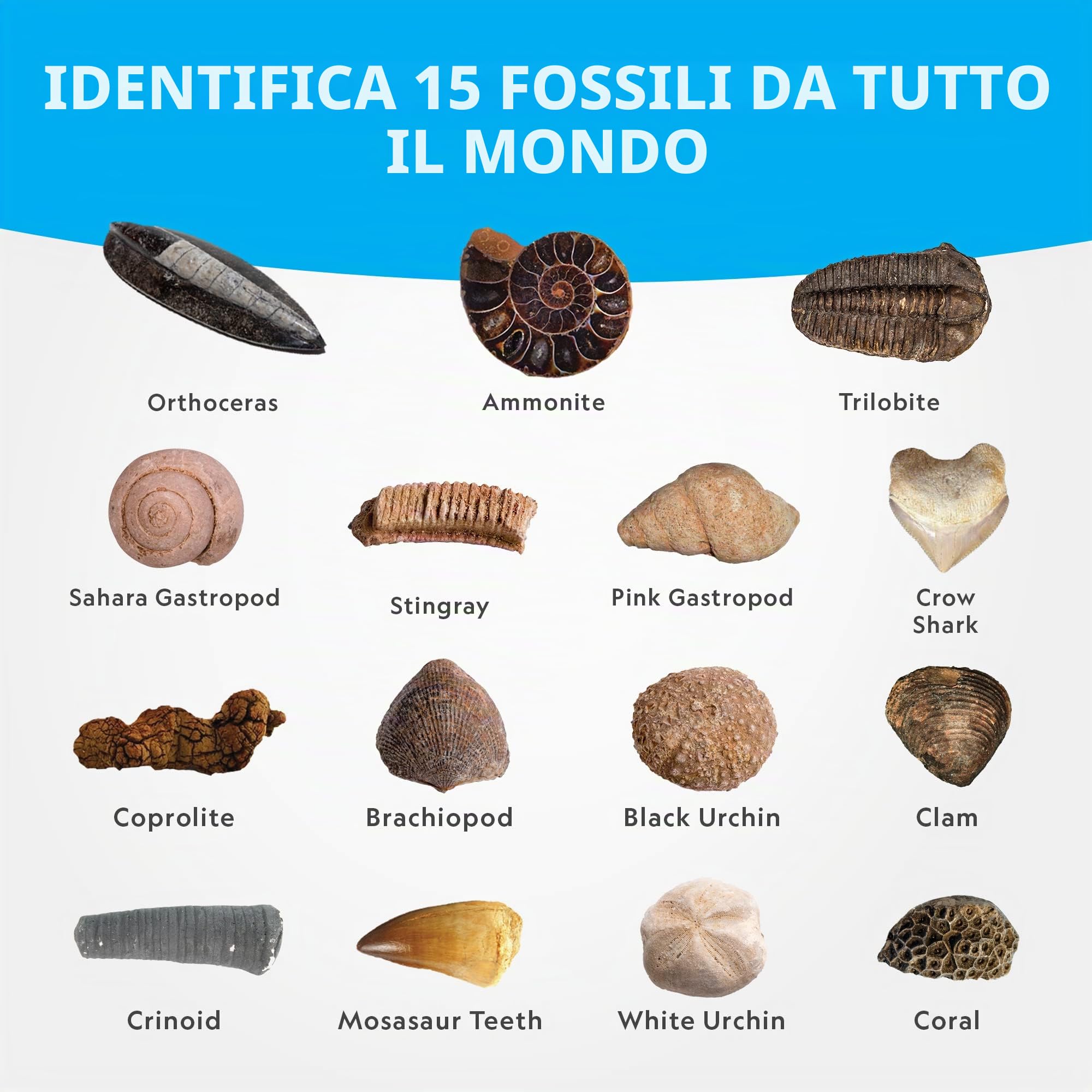 National Geographic Kit scientifici e di scoperta NGSUPERFOS kit di scavo fossili 15 fossili
