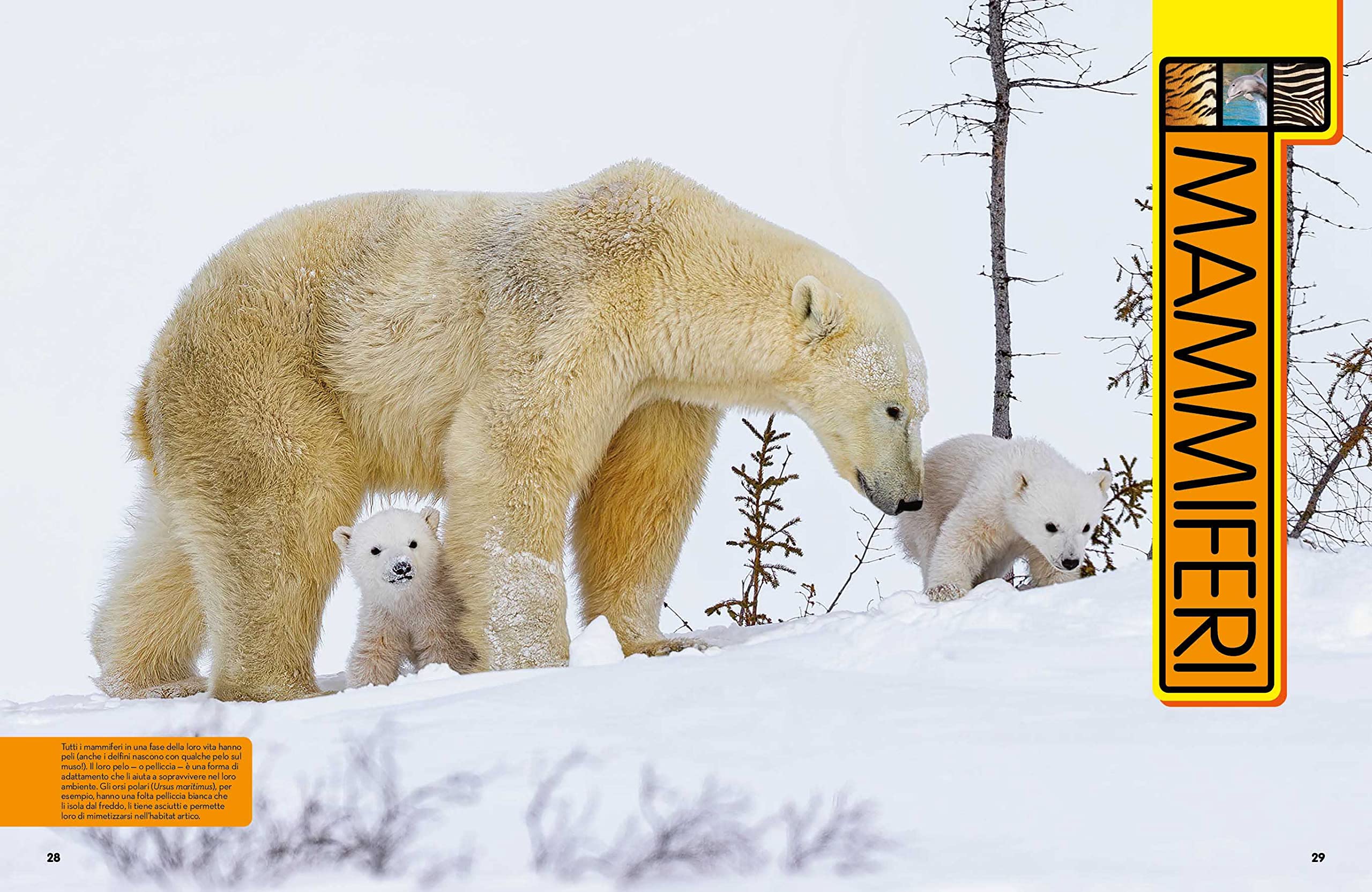 National Geographic Kids – Libri La Grande Enciclopedia Degli Animali guida illustrata