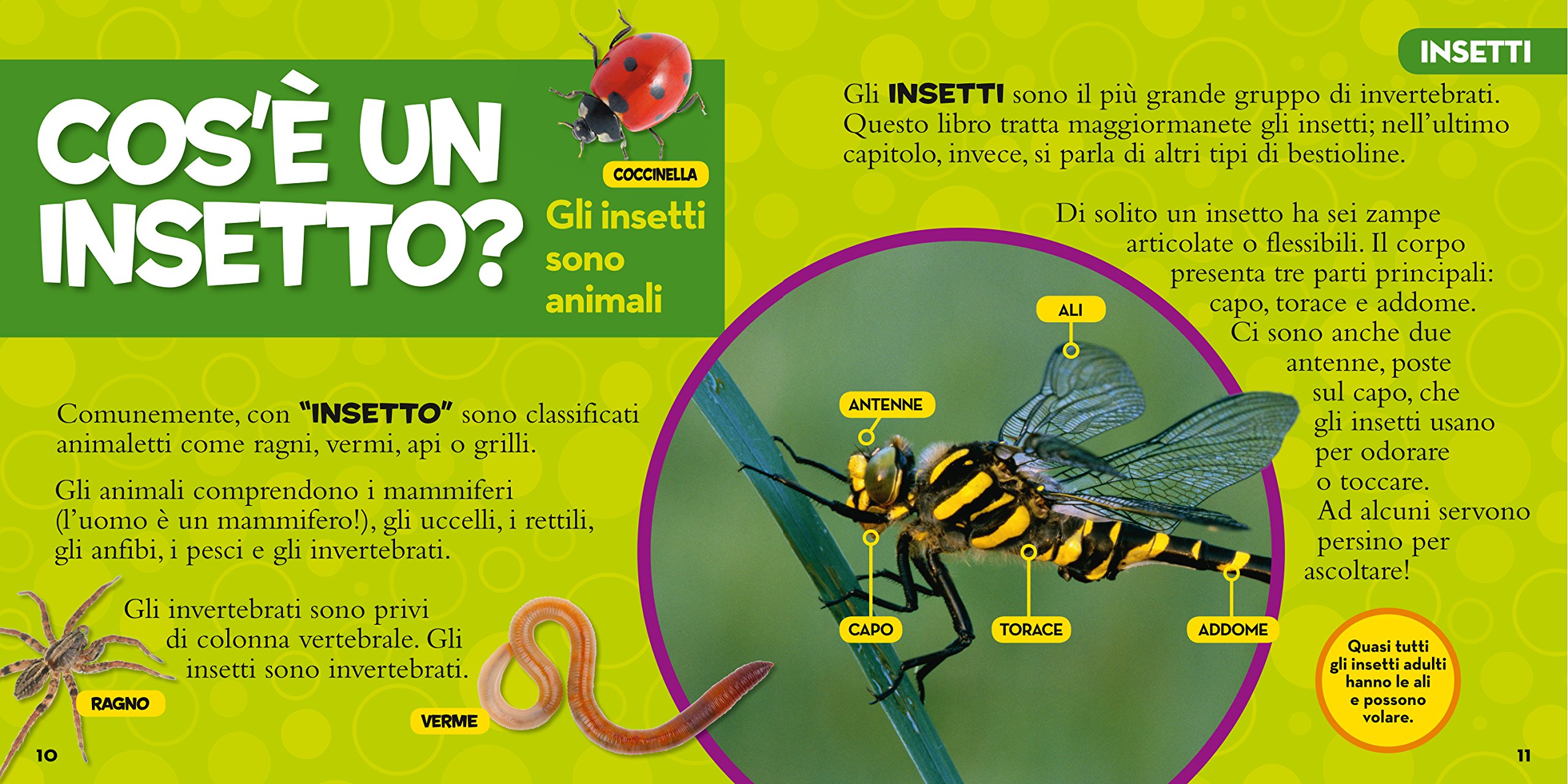 National Geographic Kids – Libri Il primo grande libro degli insetti libro a colori