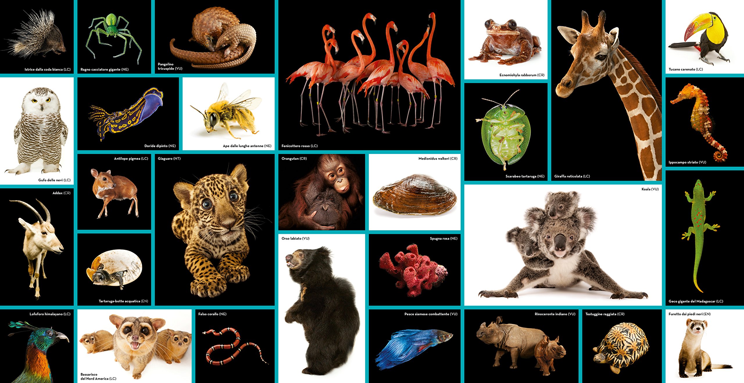 National Geographic Kids – Libri Animal Ark. Poesia e immagini per celebrare la natura. Ediz. a colori libro