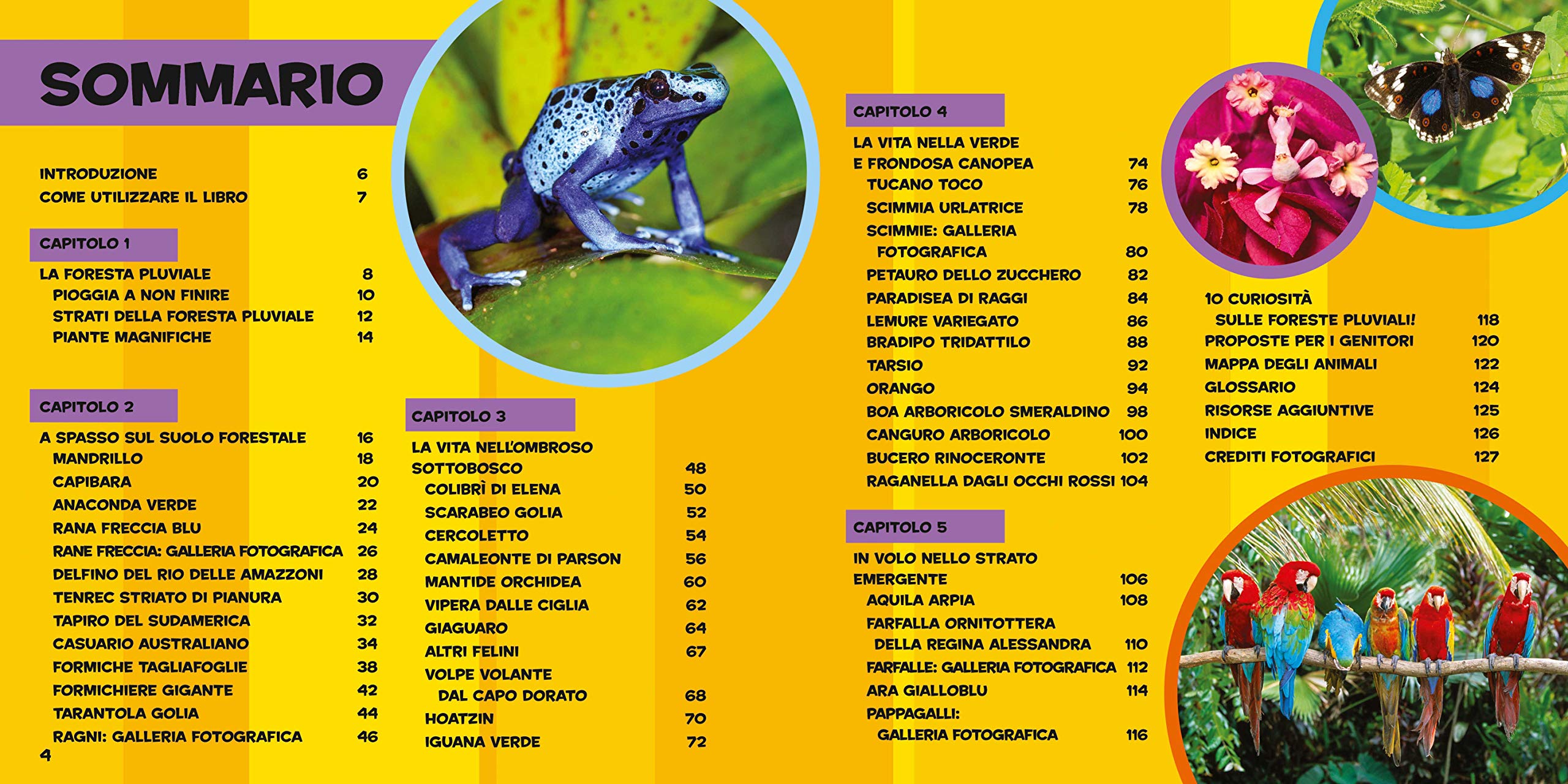 National Geographic Kids – Libri Il primo grande libro della foresta pluviale libro