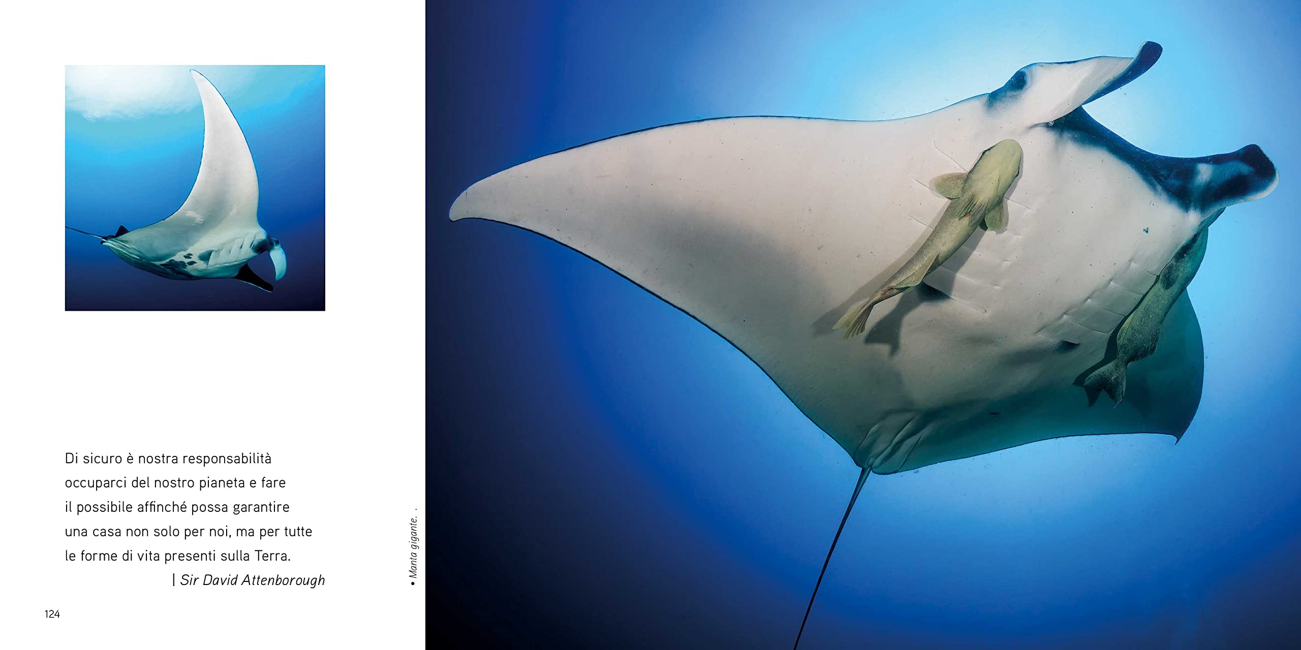 National Geographic – Libri Mare. Un mondo da preservare libro illustrato