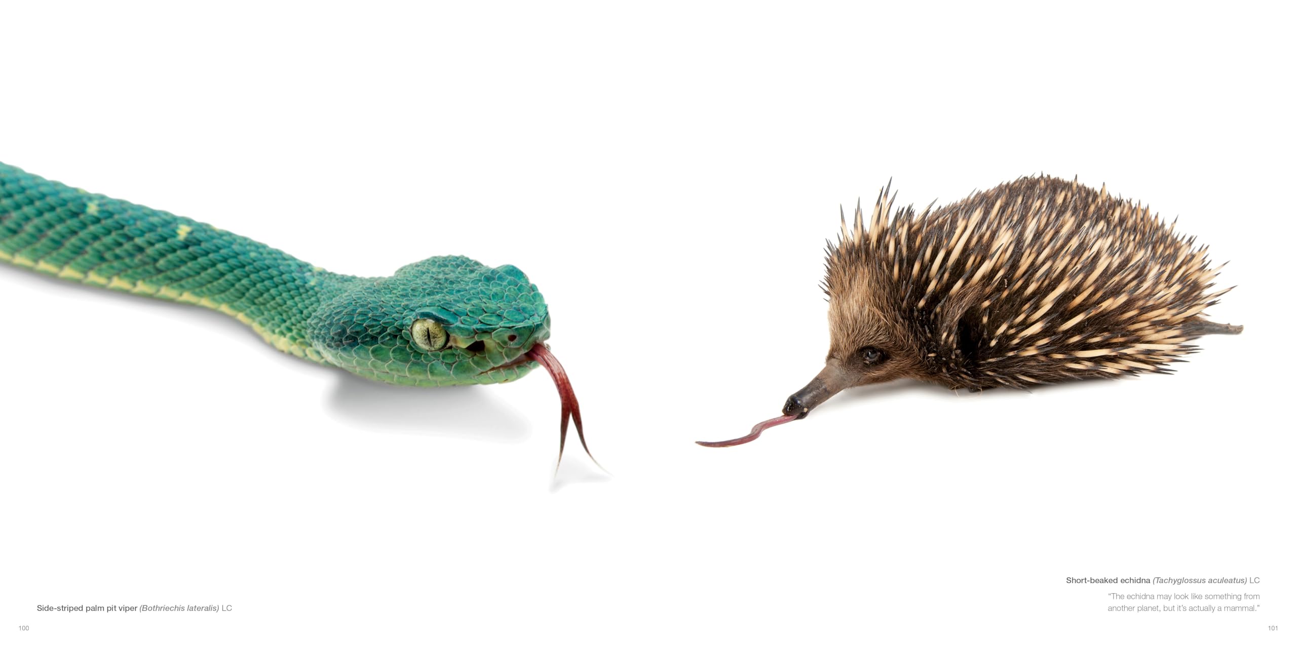 National Geographic – Libri The Photo Ark libro fotografico sugli animali