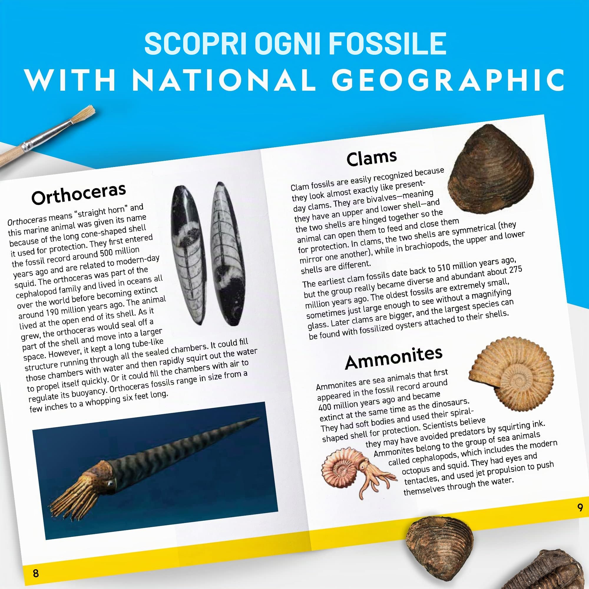 National Geographic Kit scientifici e di scoperta NGSUPERFOS kit di scavo fossili 15 fossili