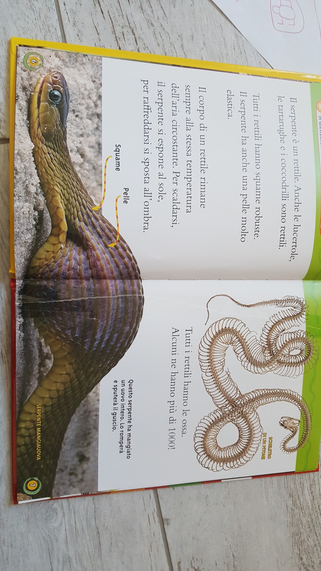 National Geographic Kids – Libri Serpenti. Livello 3 libro lettura