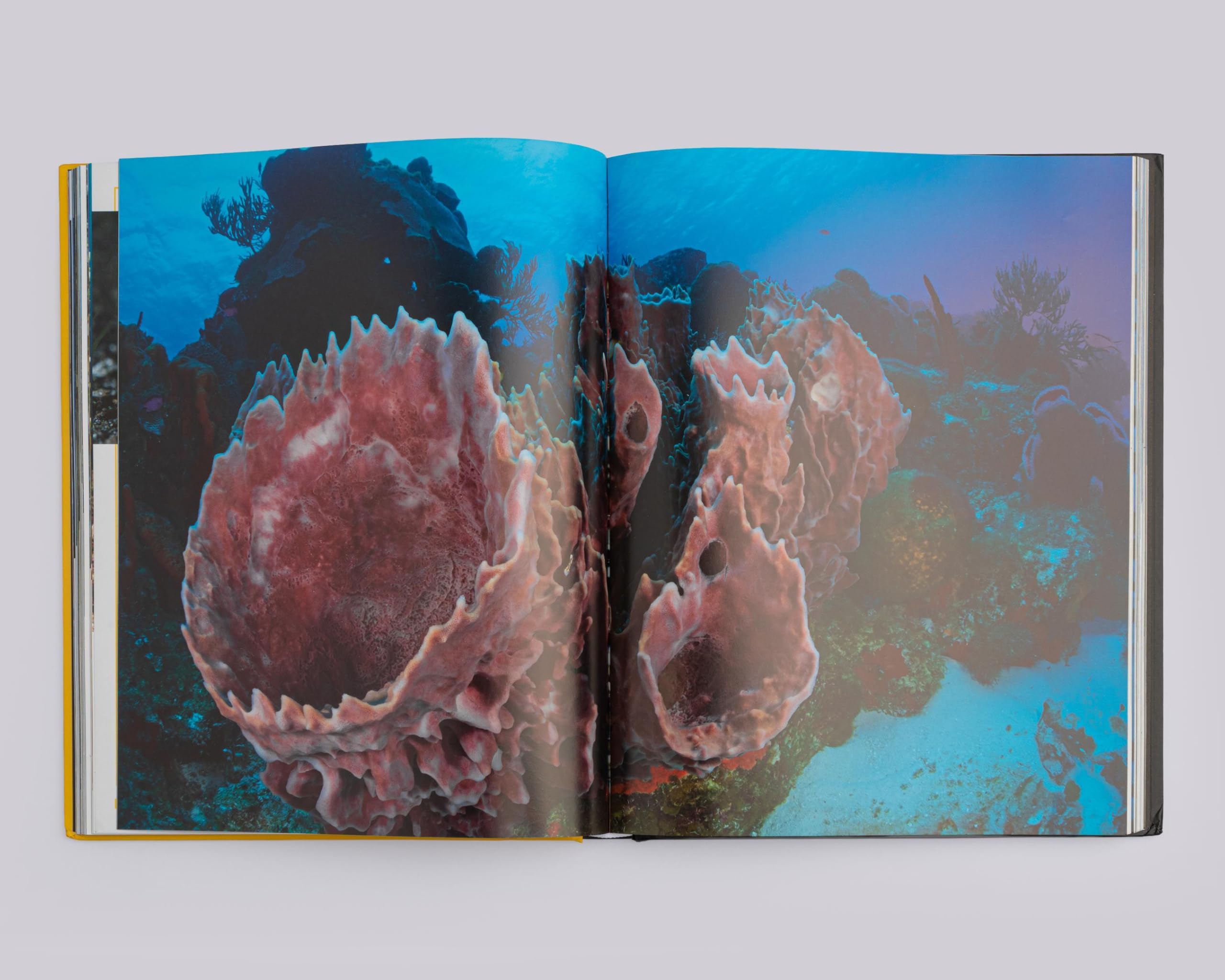 National Geographic Kids – Libri Mari e oceani. Pianeta vivente. Ediz. a colori libro