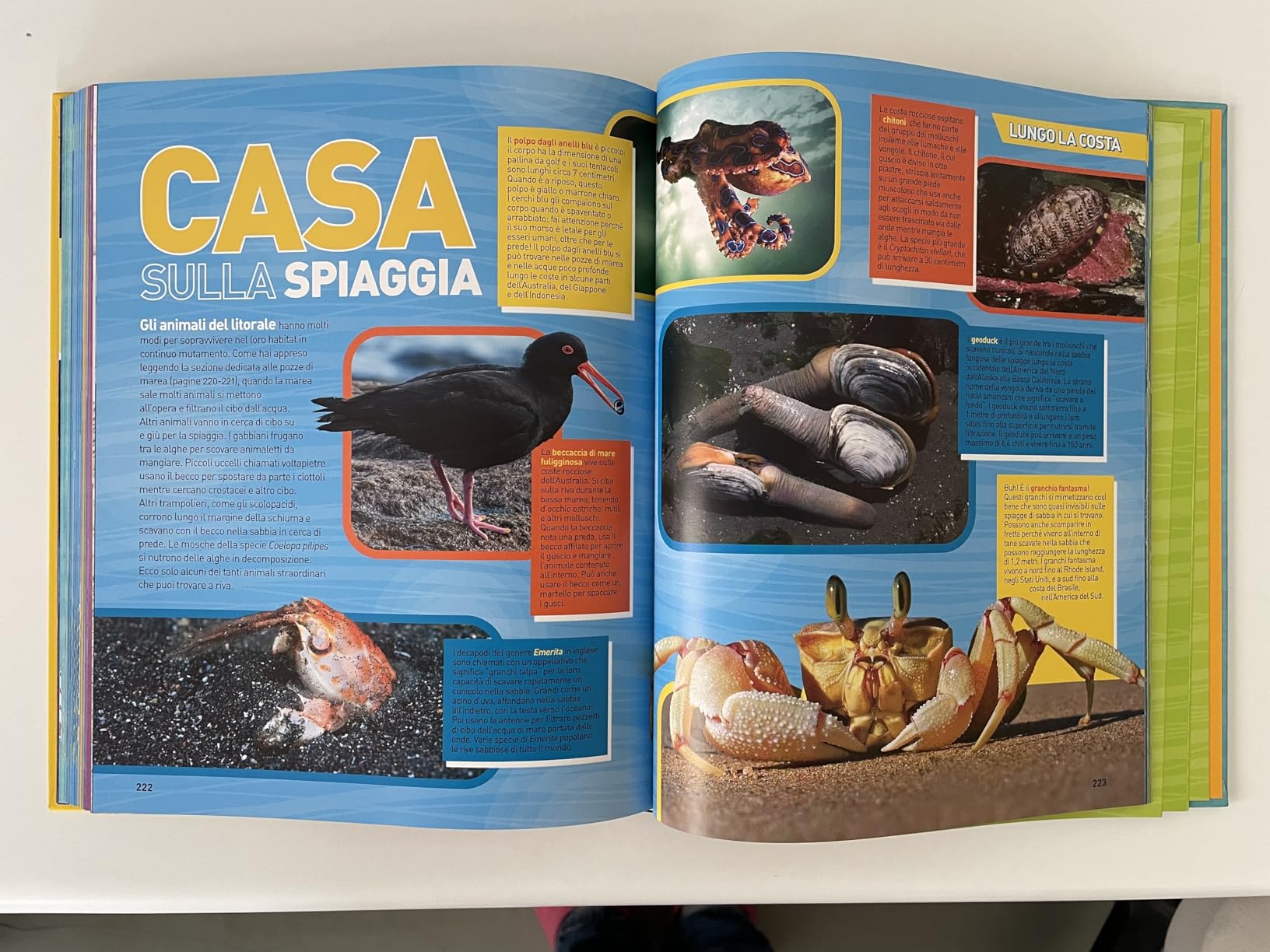 National Geographic Kids – Libri Enciclopedia Oceani libro illustrato