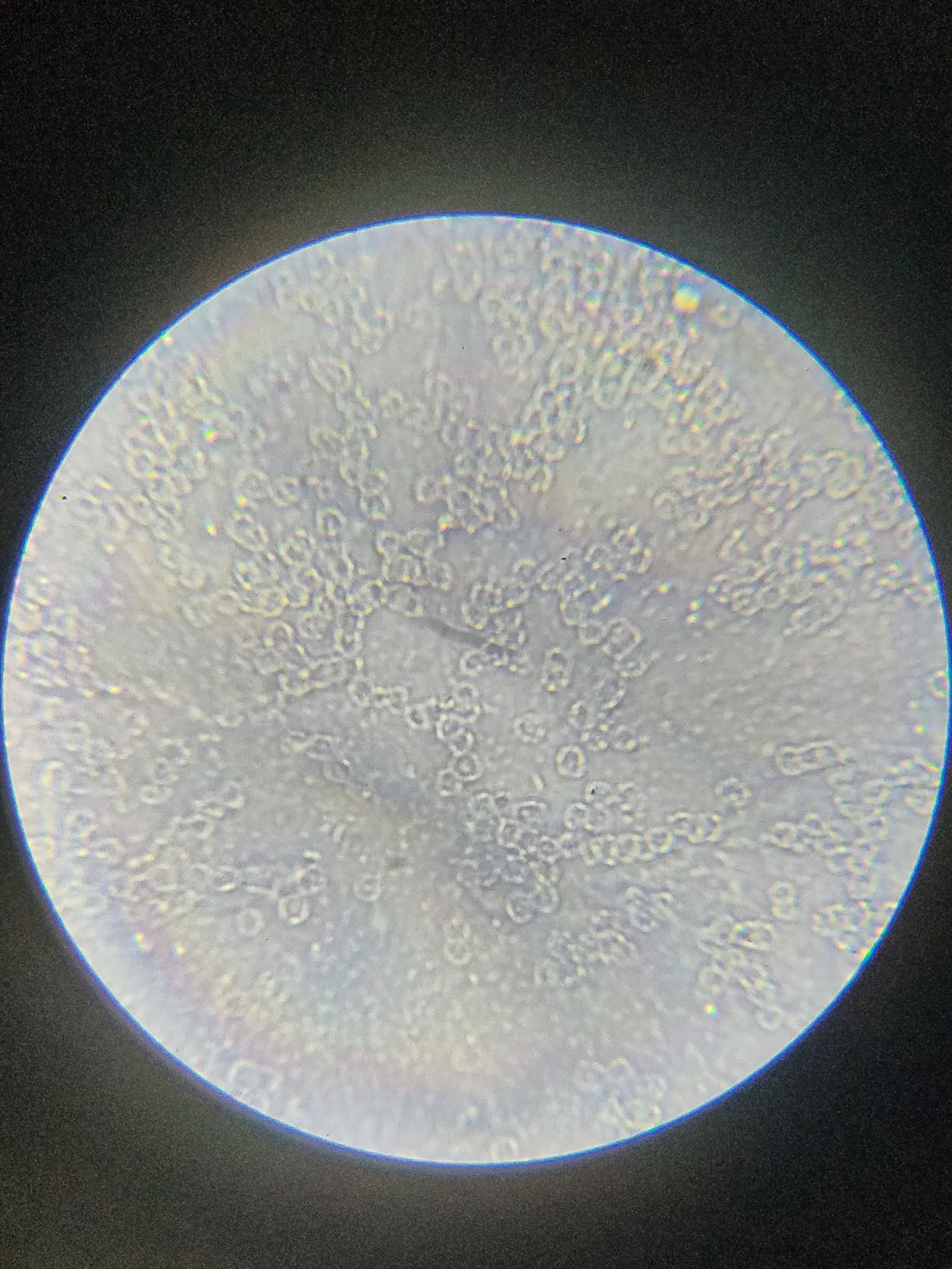 National Geographic Microscopi 9039001 Microscopio 40X-1280X con smartphone