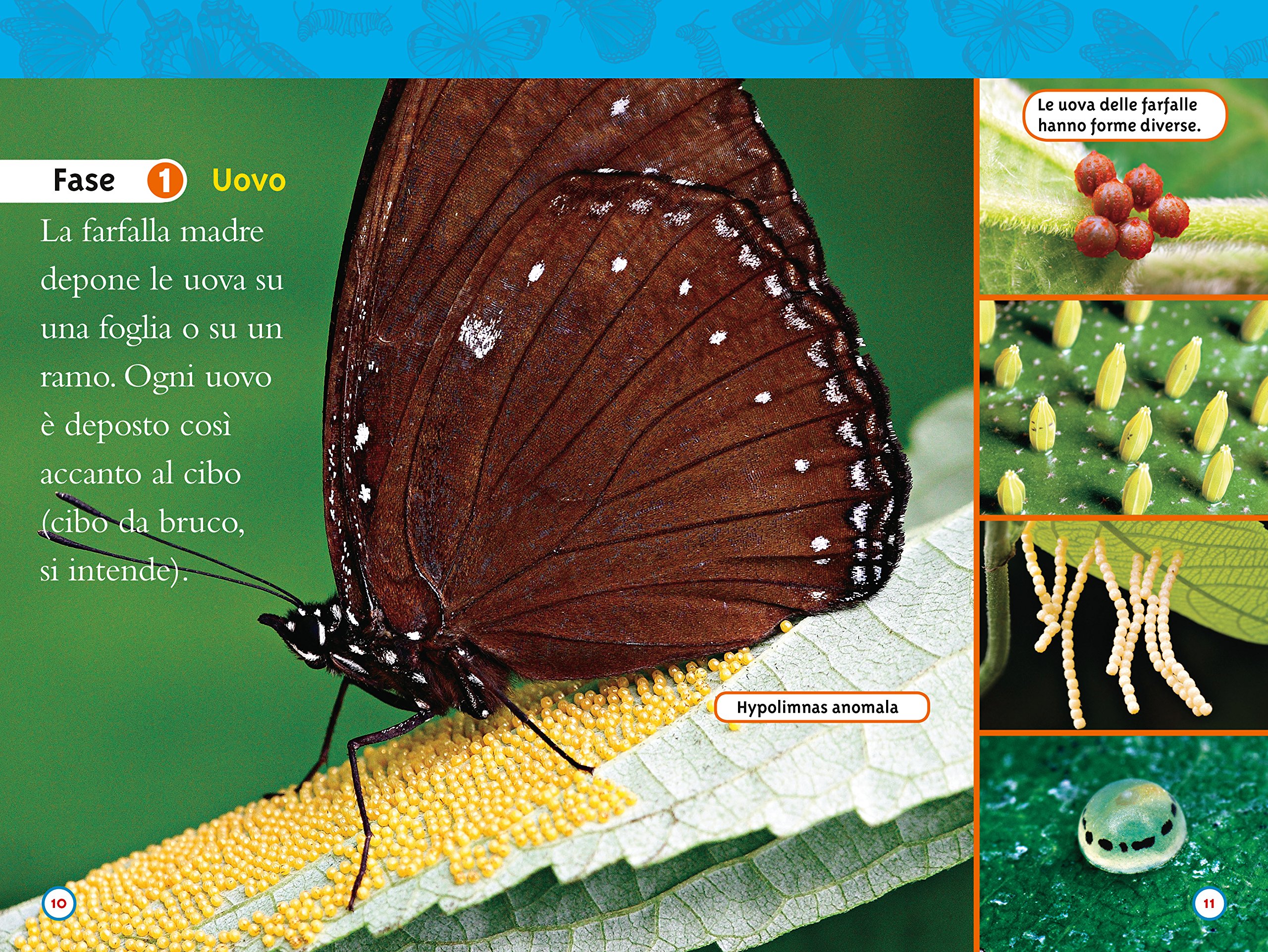 National Geographic Kids – Libri Da bruco a farfalla libro