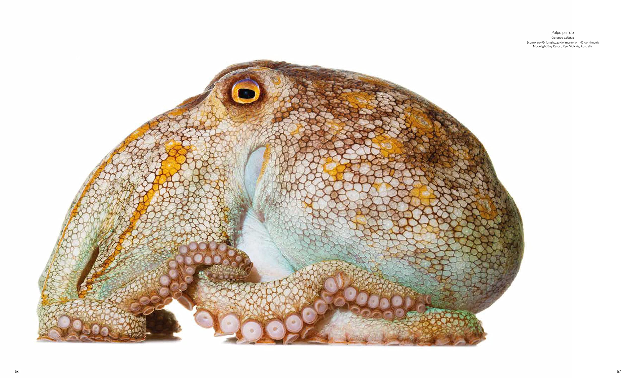 National Geographic Libri Straordinarie creature marine libro a colori