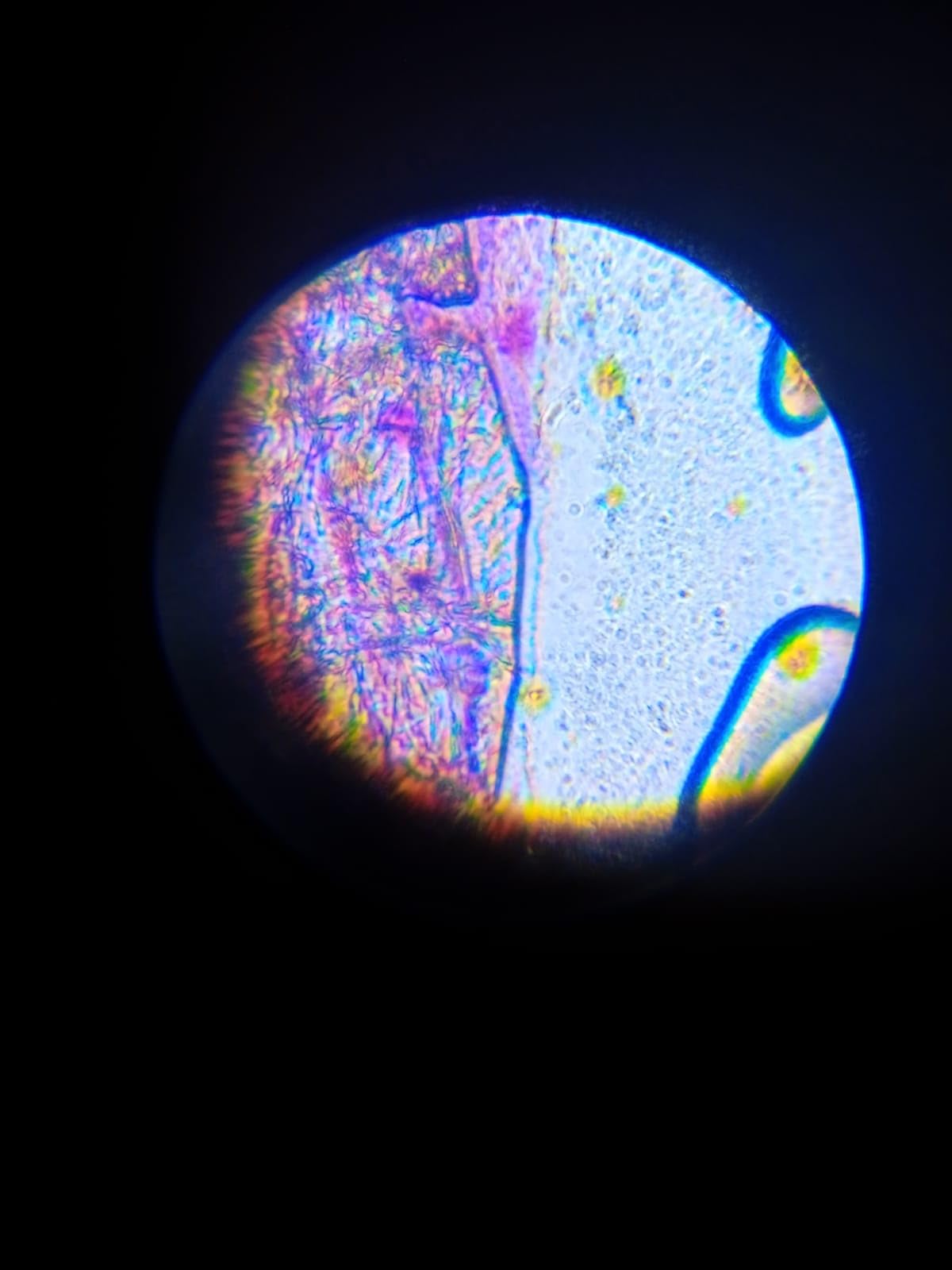 National Geographic Microscopi 40-640X microscopio con smartphone