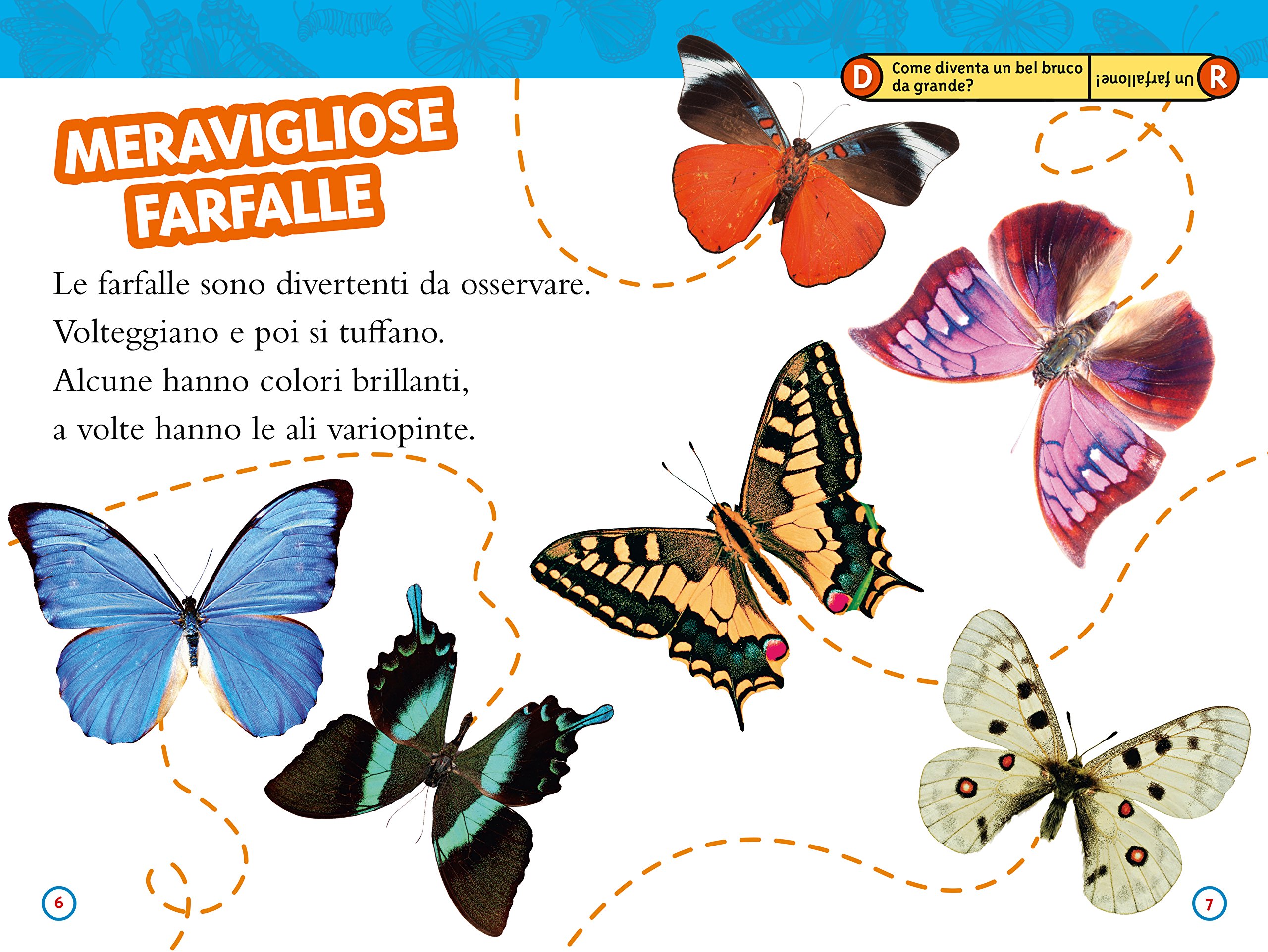 National Geographic Kids – Libri Da bruco a farfalla libro