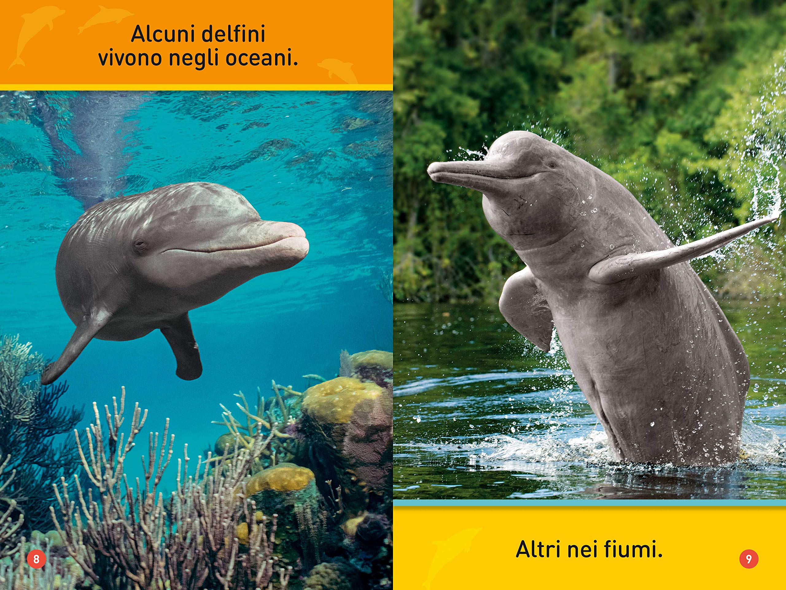 National Geographic Kids – Libri Il mio amico delfino! Primi passi. Diventa un super lettore. Ediz. a colori libro
