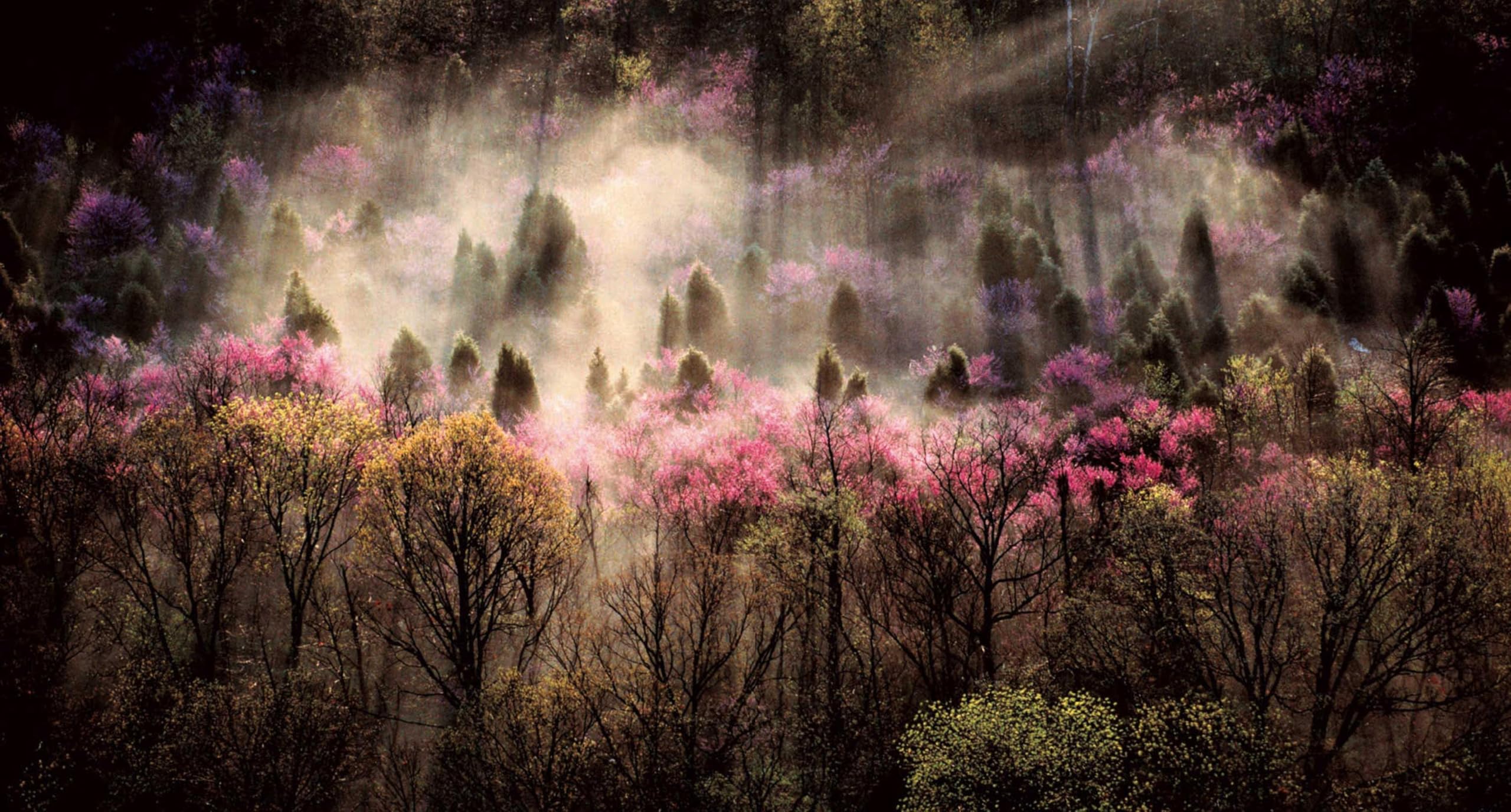 National Geographic – Libri Un mondo di bellezza. Ediz. a colori libro