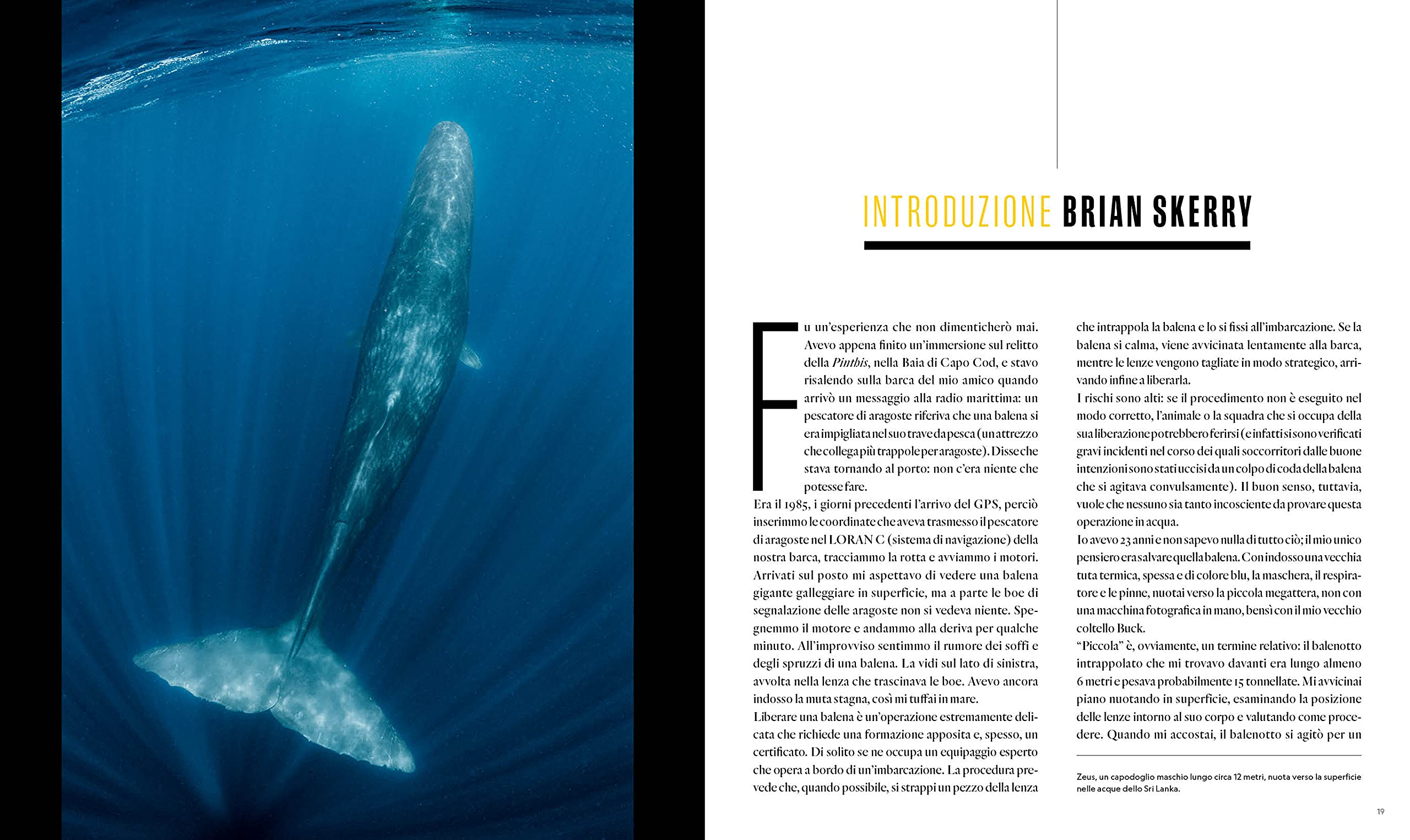 National Geographic – Libri Balene. I segreti dei più grandi mammiferi viventi libro a colori