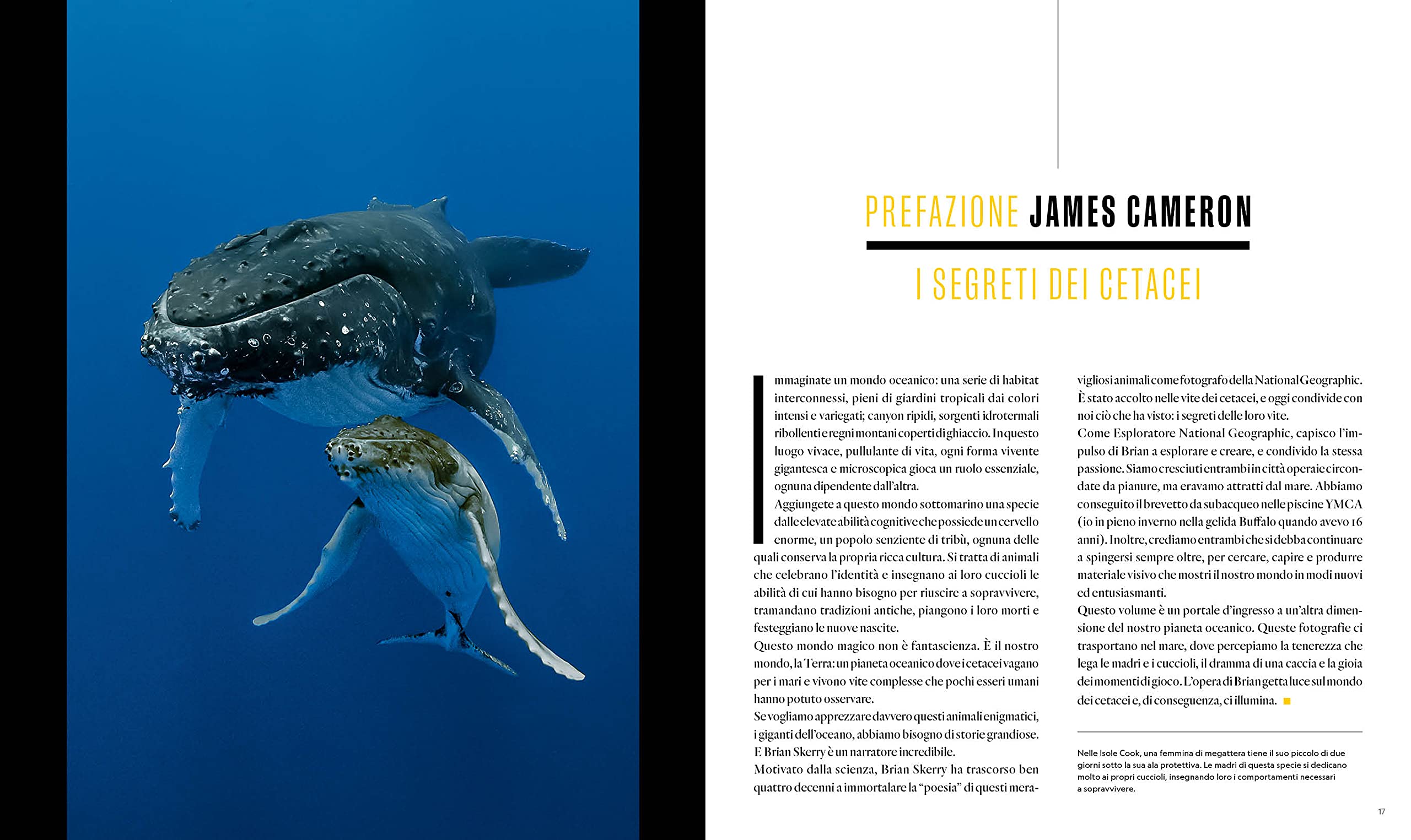 National Geographic – Libri Balene. I segreti dei più grandi mammiferi viventi libro a colori