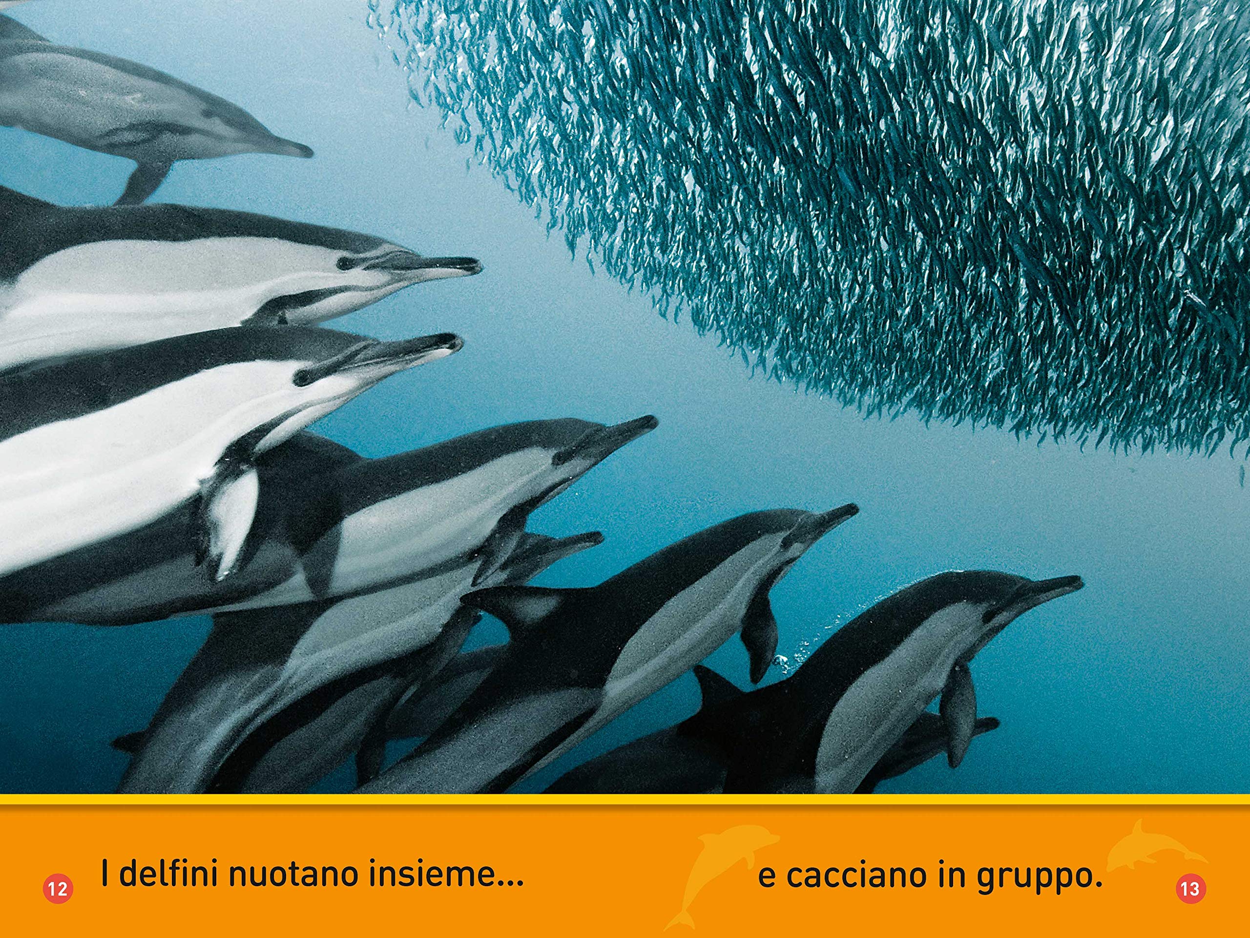 National Geographic Kids – Libri Il mio amico delfino! Primi passi. Diventa un super lettore. Ediz. a colori libro
