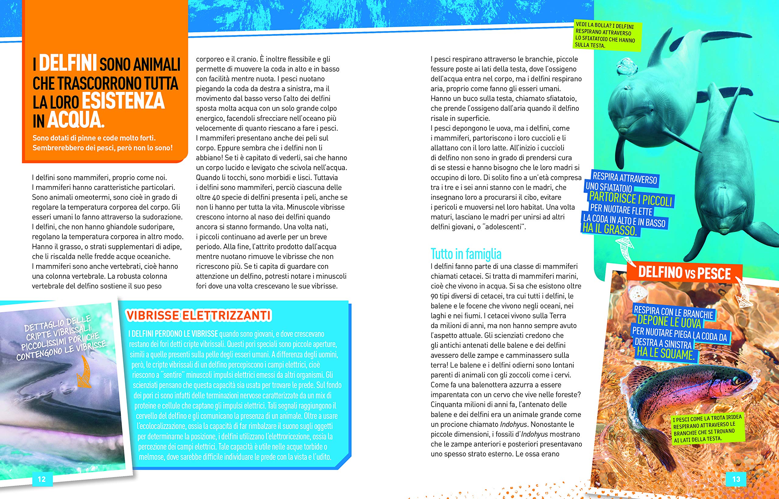 National Geographic Kids – Libri Delfini. Absolute expert