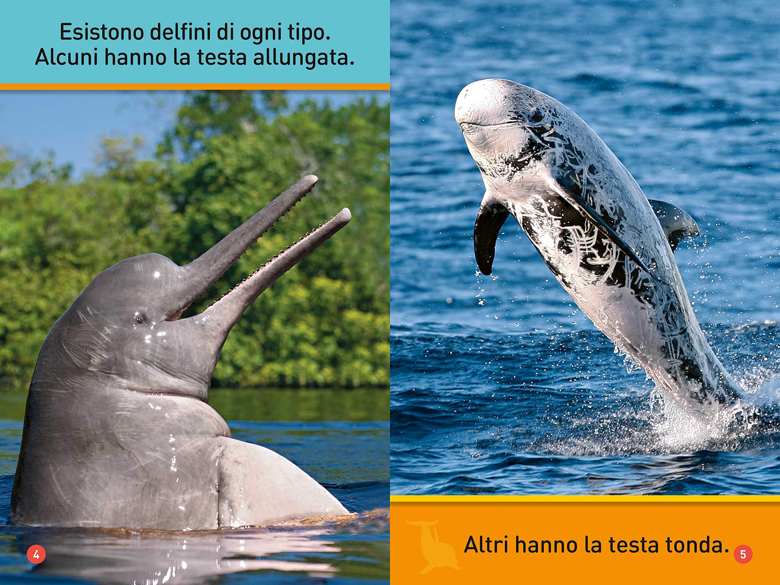 National Geographic Kids – Libri Il mio amico delfino! Primi passi. Diventa un super lettore. Ediz. a colori libro