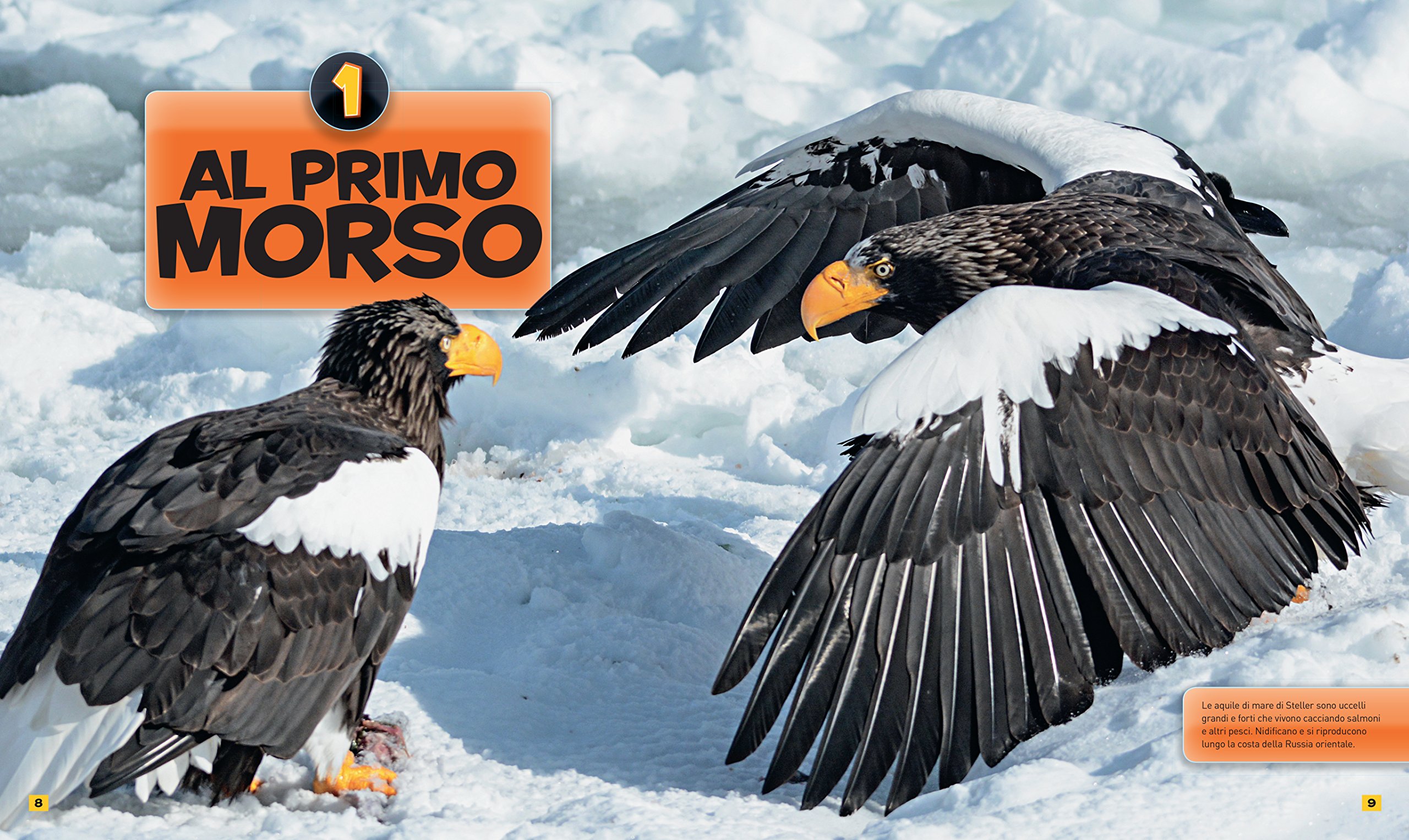 National Geographic Kids – Libri Tutto sui predatori. Ediz. a colori libro